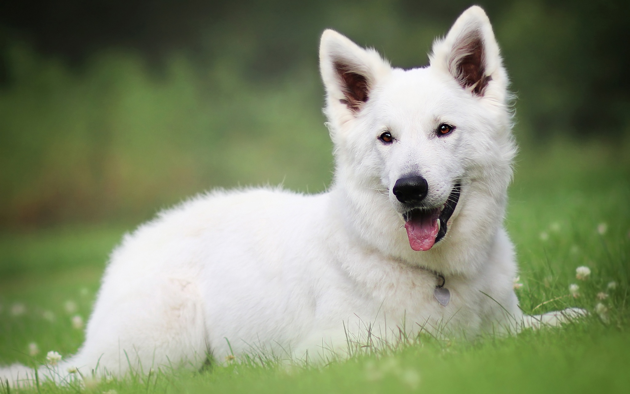 We dog is white. Самоед и белая швейцарская овчарка. Белая швейцарская овчарка. БШО длинношерстная. Швейцарская овчарка длинношерстная.