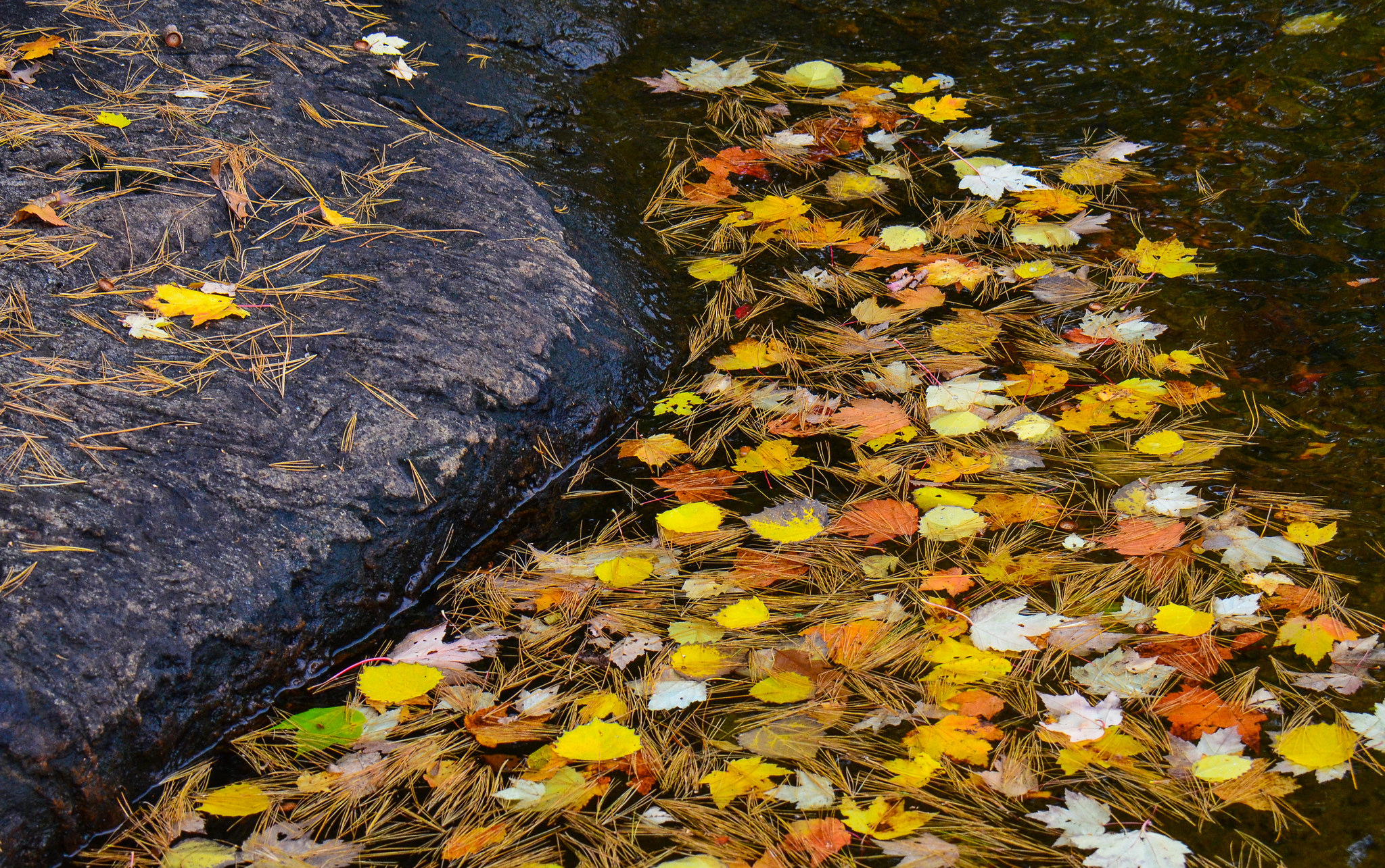 Попав в листья вода с поверхности. Осенний дождь. Опавшие листья в воде. Листья в ручье. Листья на воде.