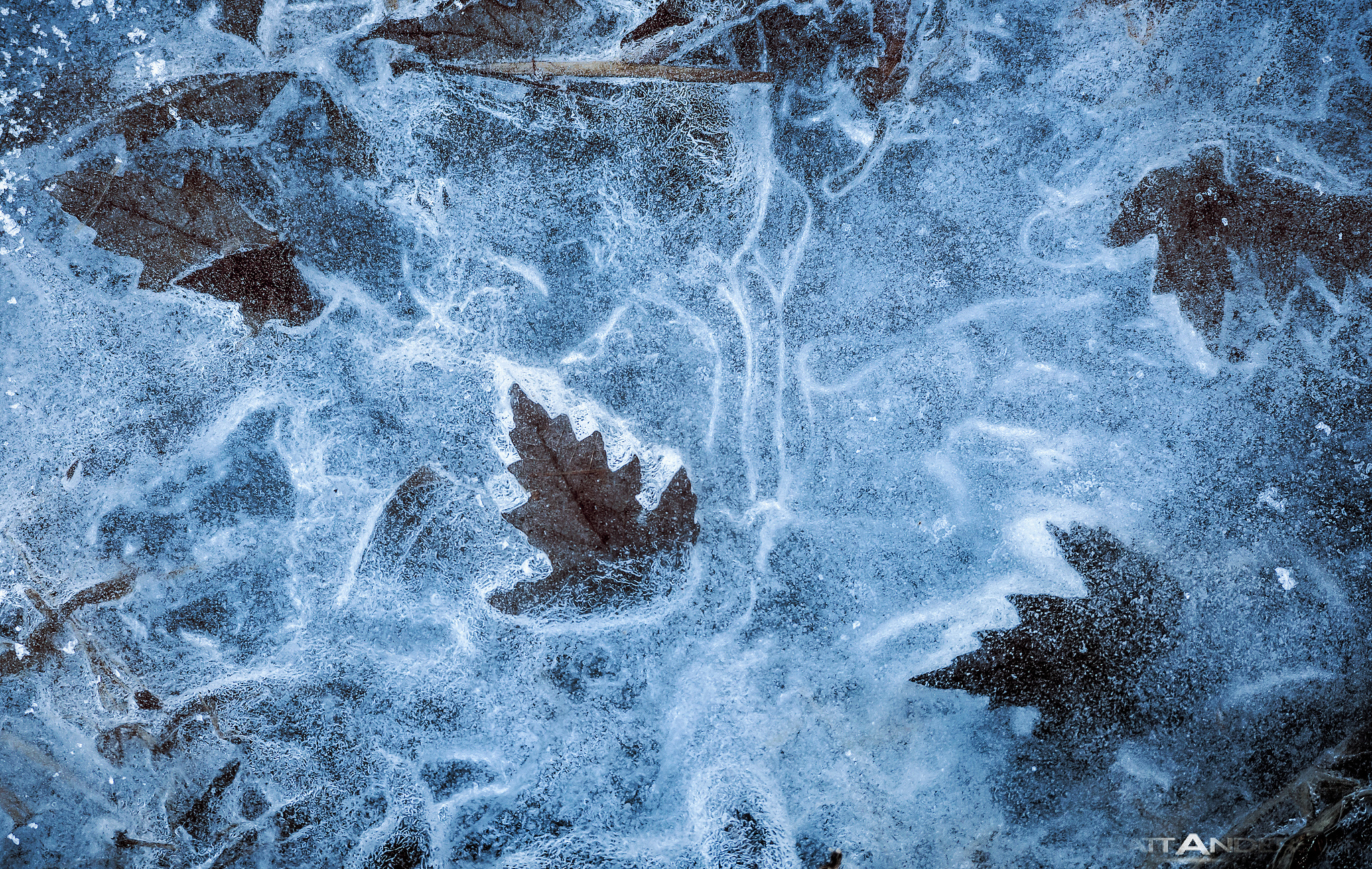 Тихо ночью покрывает лед. Лед на лужах. Осенние листья во льду. Лед на лужах зимой. Текстура льда.
