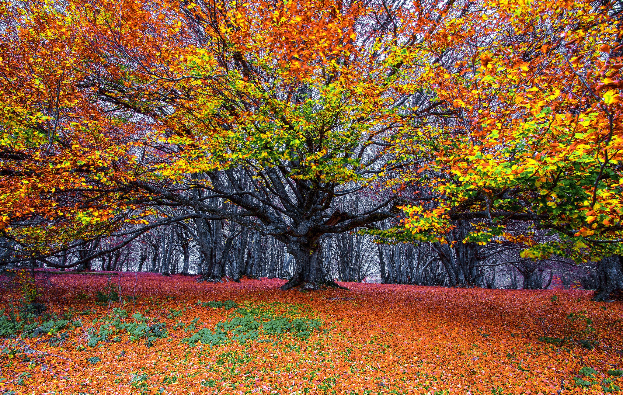 Tree fall