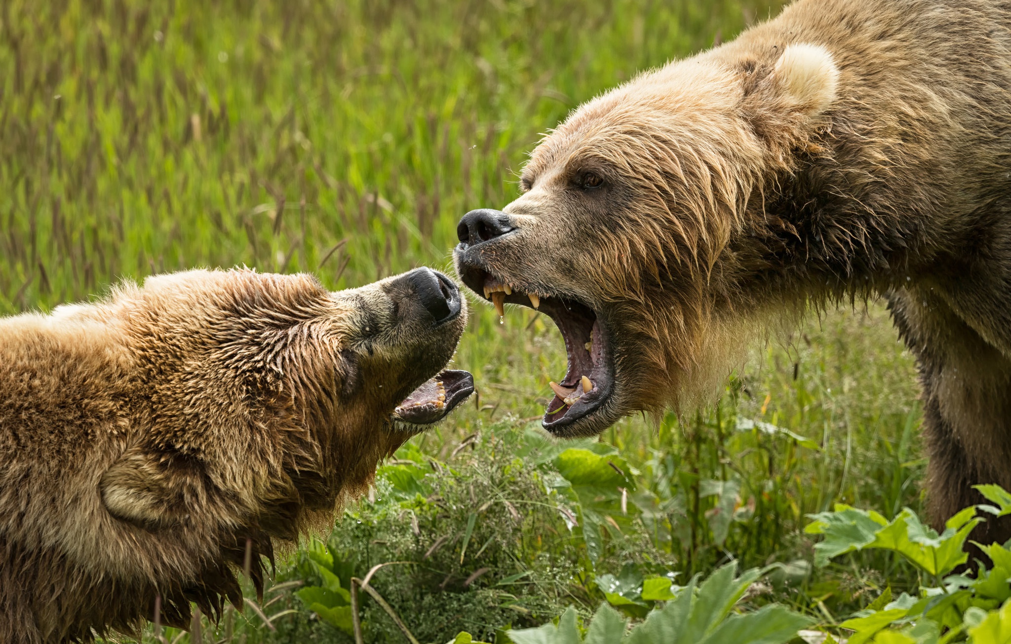 Медведи дерутся. Бурый медведь рычит. Клыки бурого медведя. Бурый медведь против