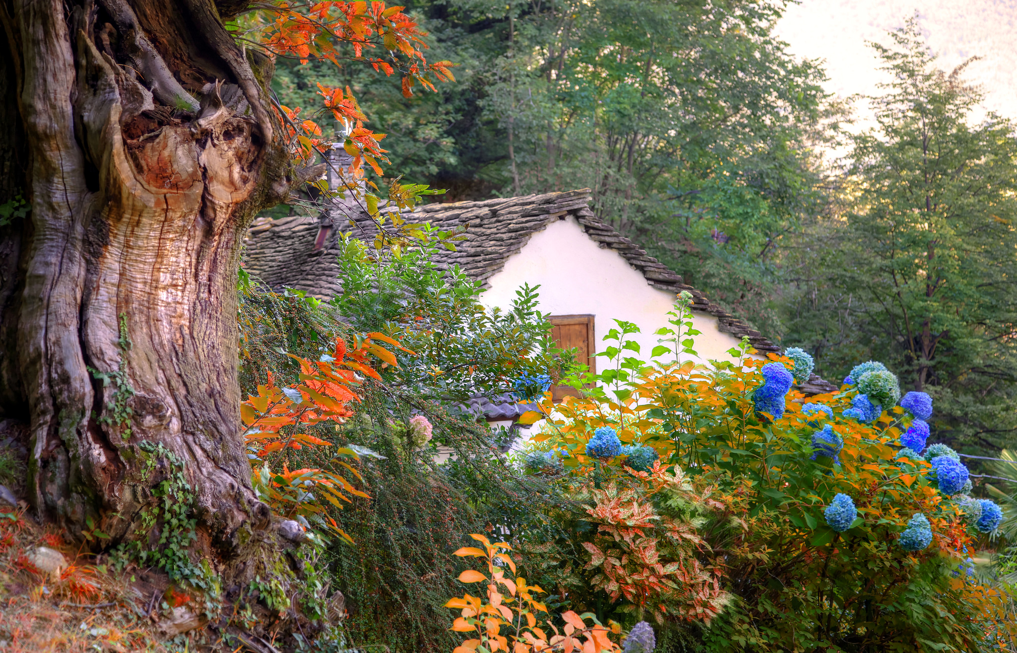 Дом солнца сад. Домик на природе. Дом среди деревьев. Дача. Осень. Дома природа.