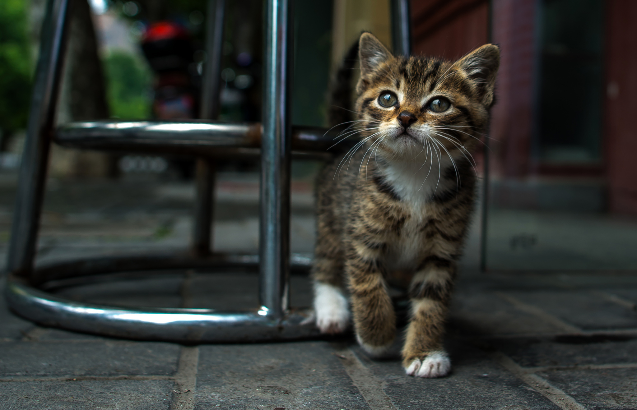 Кошки и котята улицы. Котенок на улице. Котята на рабочий стол. Уличный котенок. Одинокий котенок на улице.