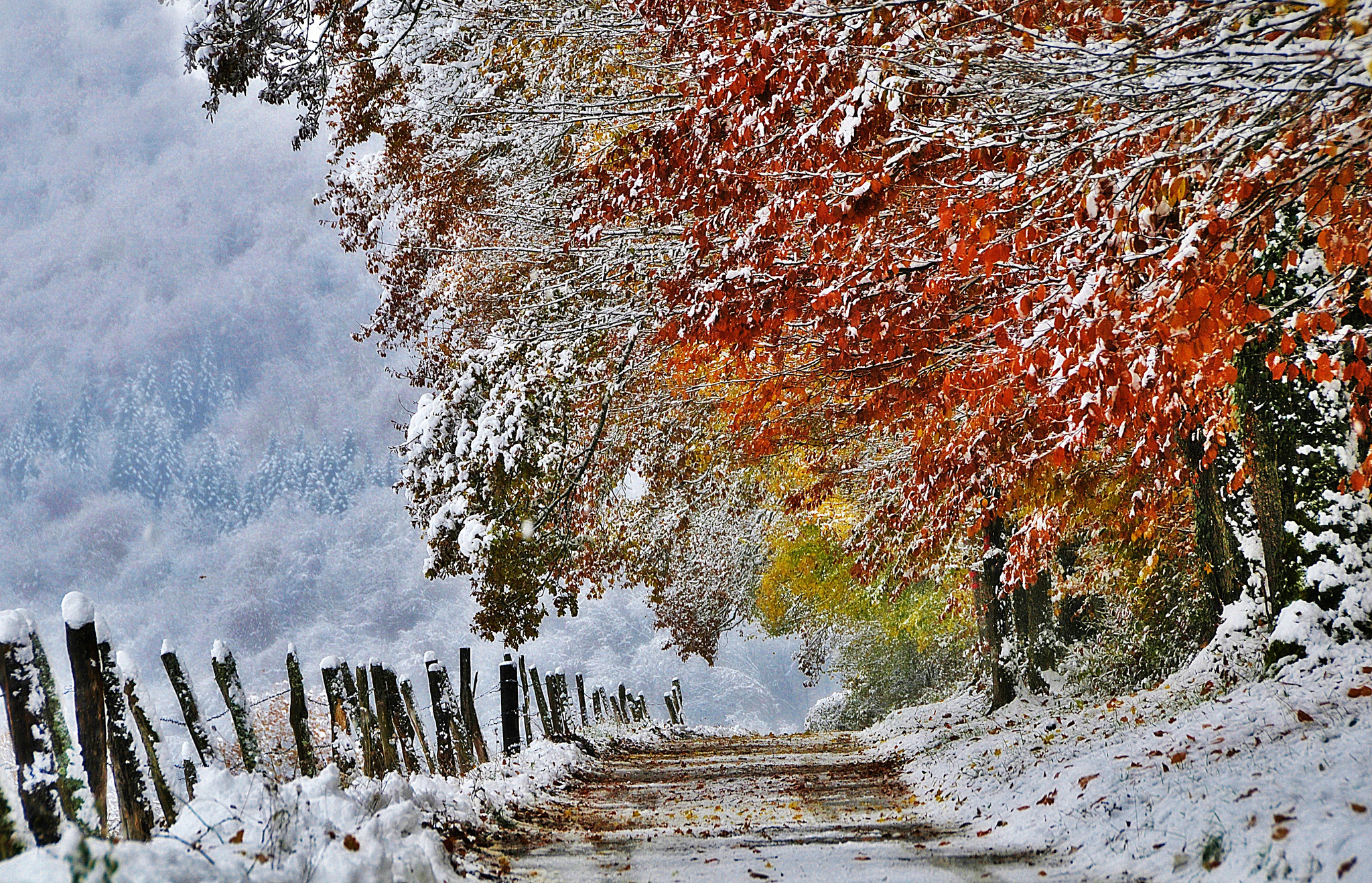 С зимой с первым снегом. Ранняя зима. Поздняя осень. Ноябрь пейзаж. Осень снег.