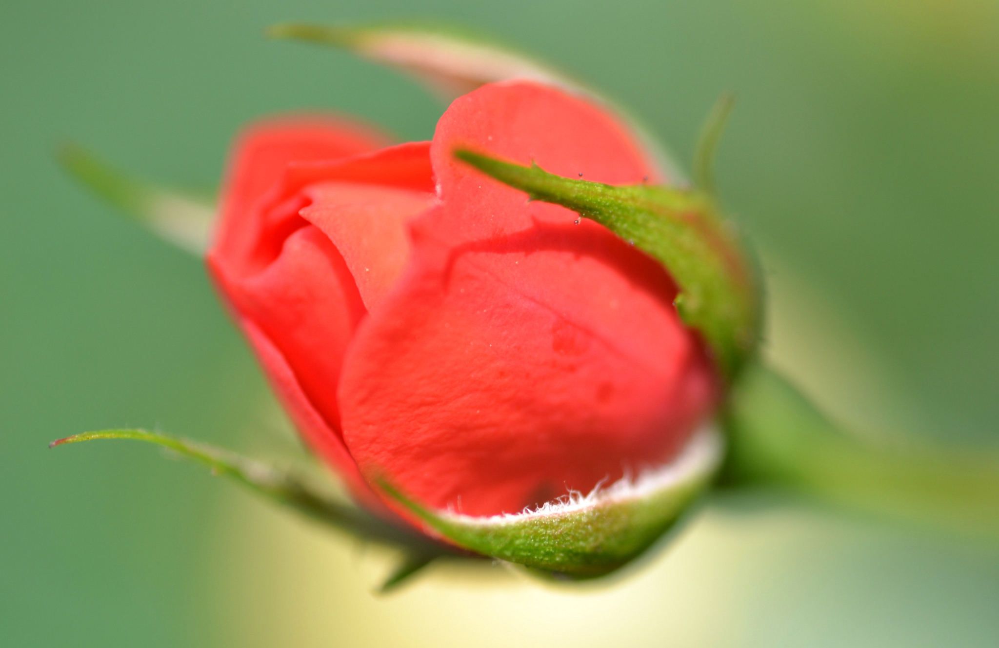 Красные бутоны телеграм. Бутон красной розы. Розовый бутон. Розы крупные бутоны. Розы макро.