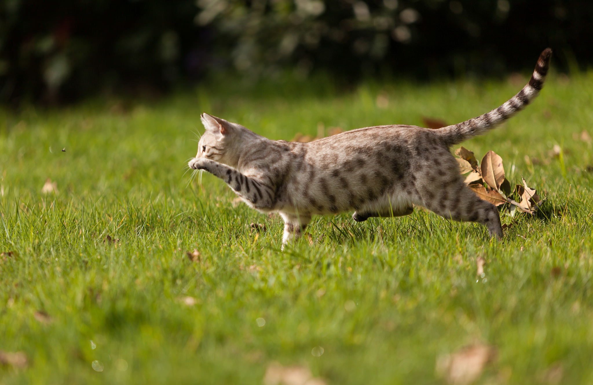 Cat running. Кошка бежит. Кошка охотится. Кот крадется. Кот охотник.