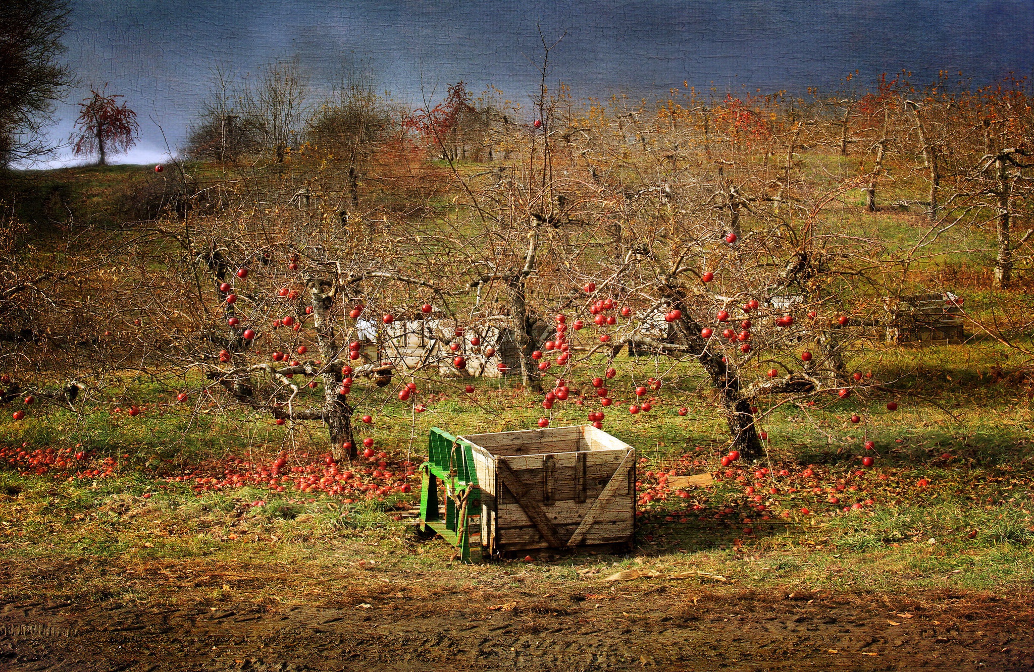 Осенний сад яблоки. Яблоневый сад Калининград. Осенний Яблоневый сад. Заброшенный яблочный сад. Заброшенный Яблоневый сад.