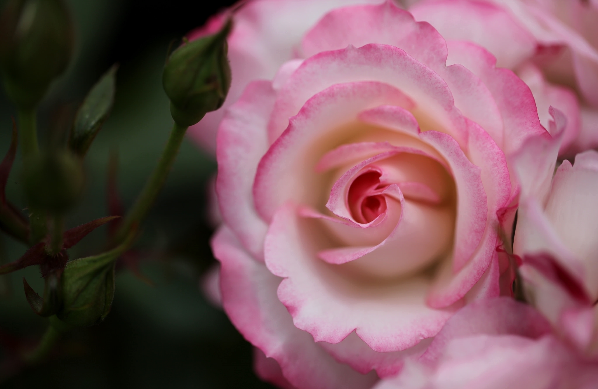 Розовый белый видео. Розовые розы. Бледно розовые цветы. Бледно розовые розы.
