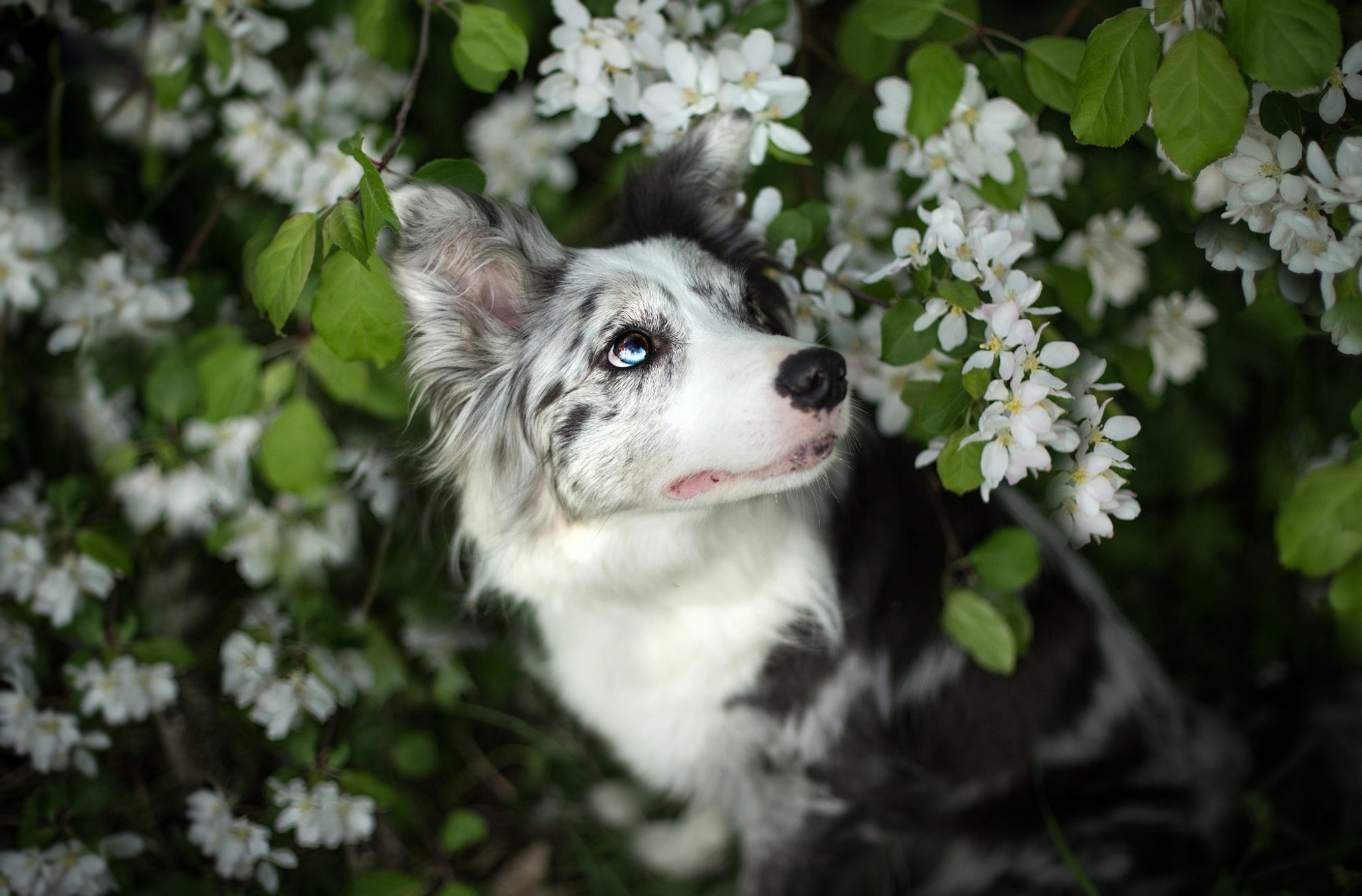 Собаки весной картинки. Аусси. Собака весной.