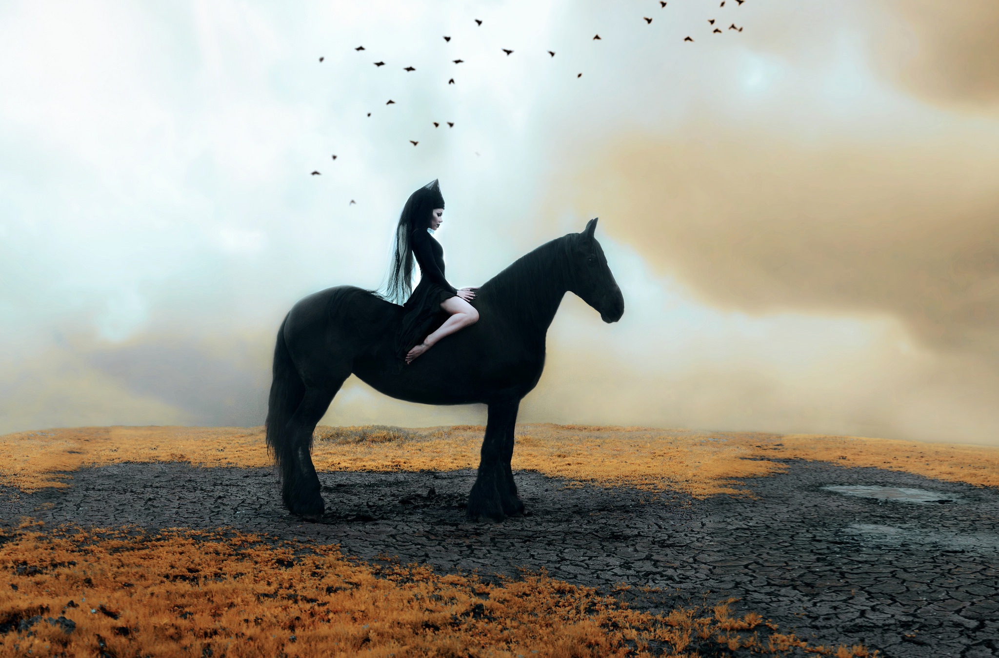 Черный конь песня. Лошадь Мустанг иноходец. Черный конь. Вороной конь. Девушка с лошадью.