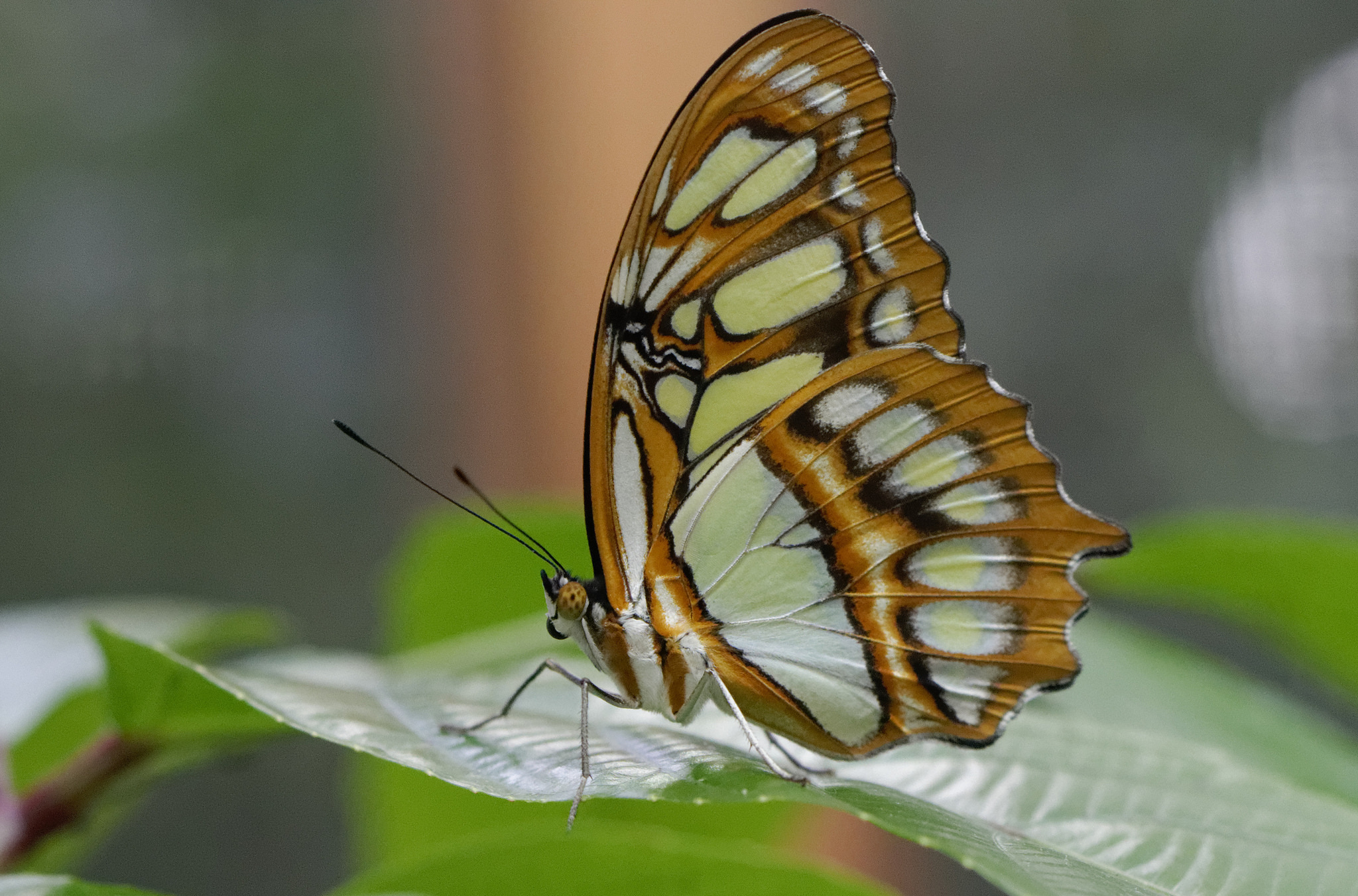 Сложенные крылья бабочки. Бабочка. Бабочки с сложными крыльями. Бабочка со сложенными крыльями. Бабочка сидит.