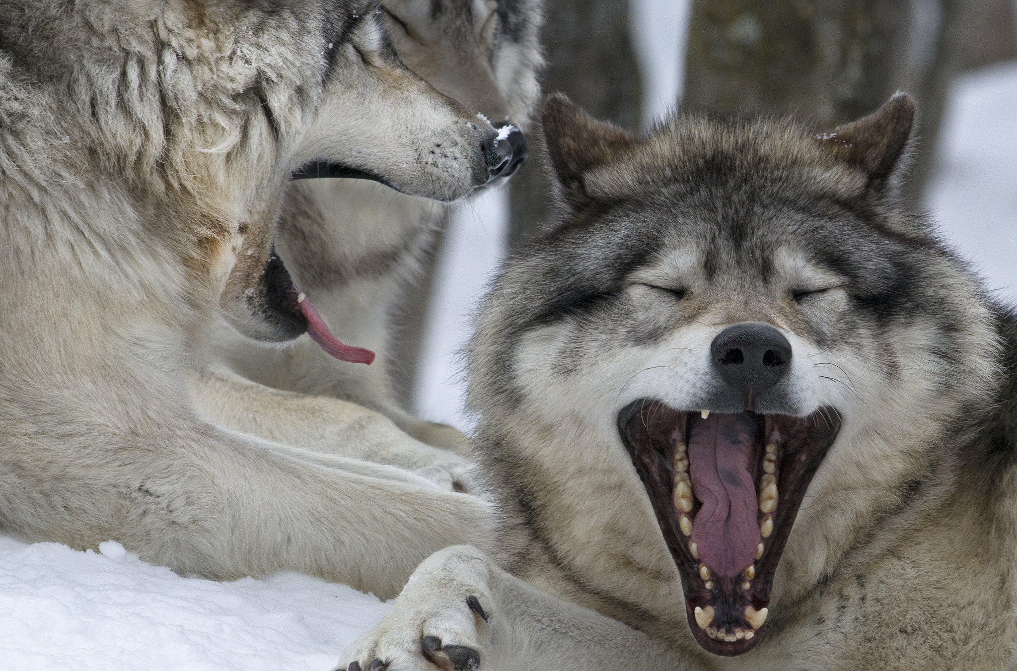 Смешные картинки волка