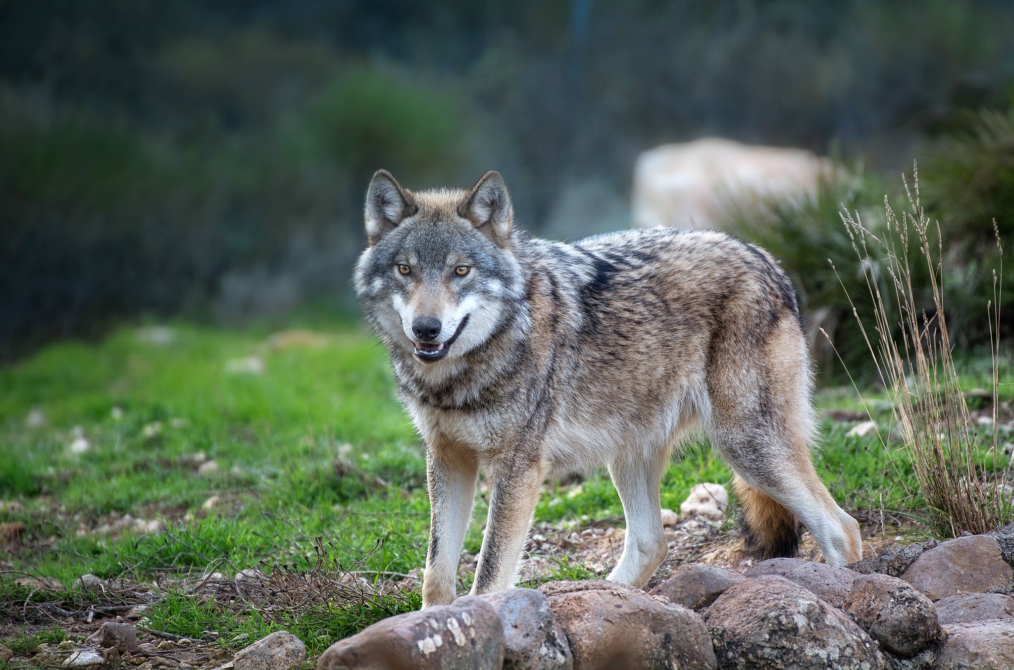 Жизнь серого волка. Волк Долины Маккензи. Волк серый обыкновенный. Макензийский Равнинный волк. Волк canis Lupus.