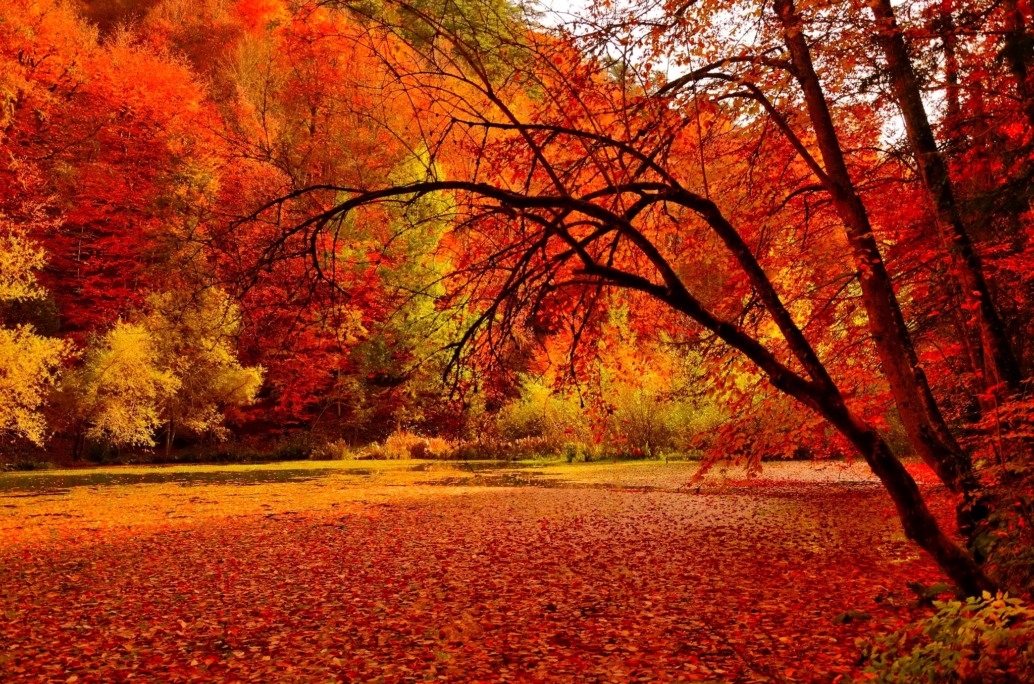 картинки осень октябрь природа