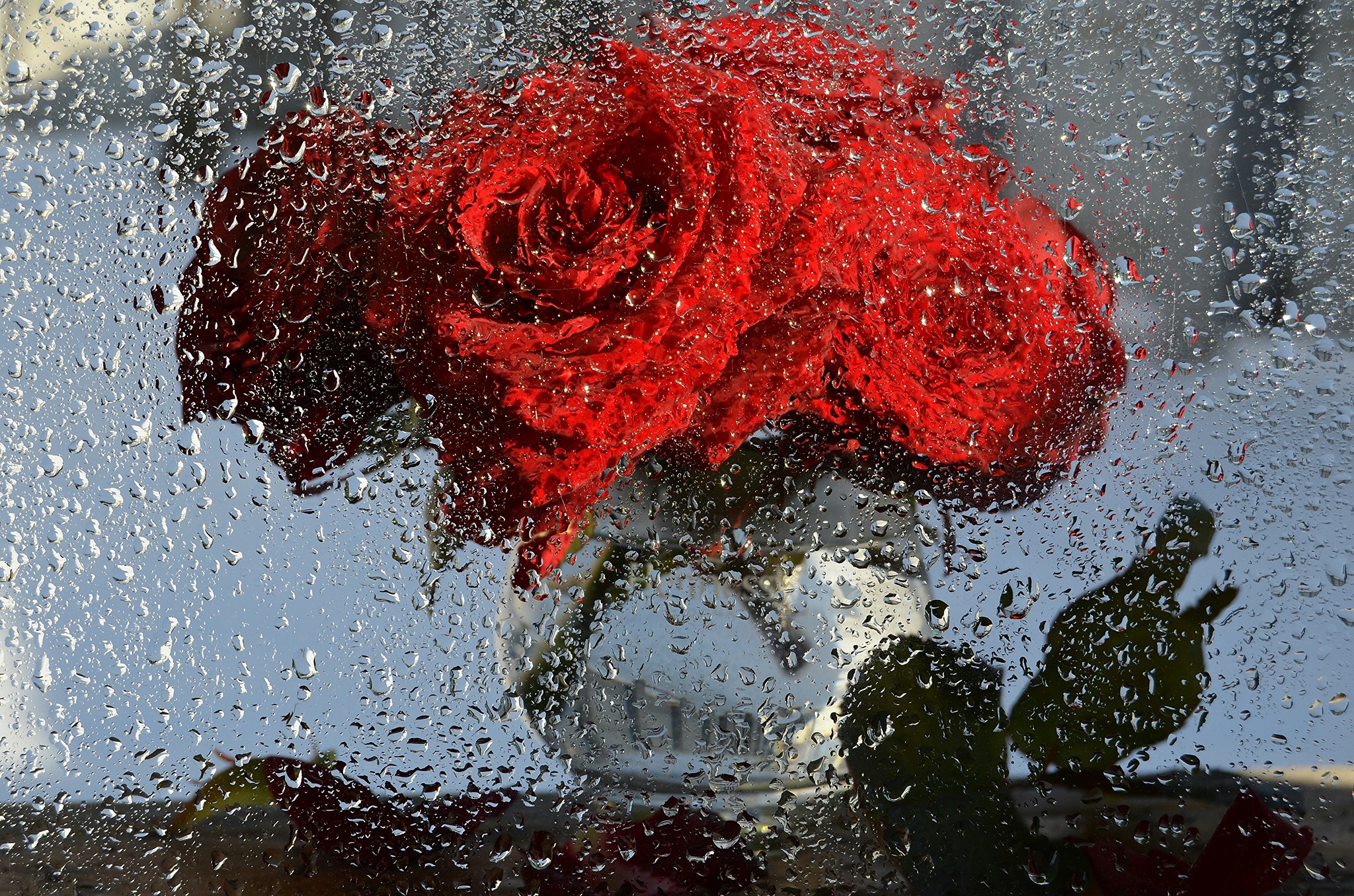 Розы в горячую воду. Цветы под дождем. Розы под дождем. Розы в каплях дождя. РОЗЫПОД дождём.