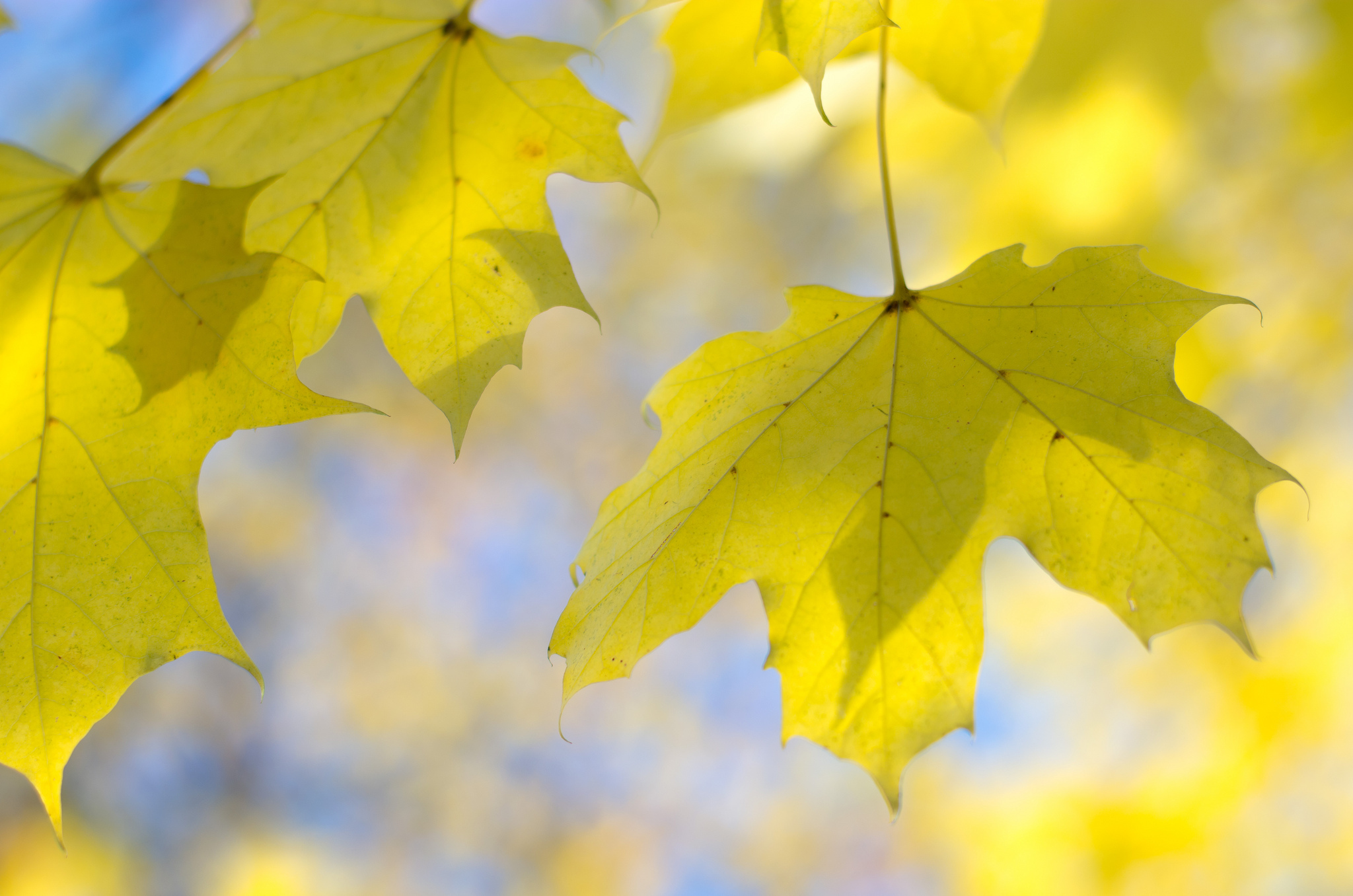 Листья клена желтые и красные. Желтый лист. Красивые листья. Осенний кленовый лист. Осень листья.