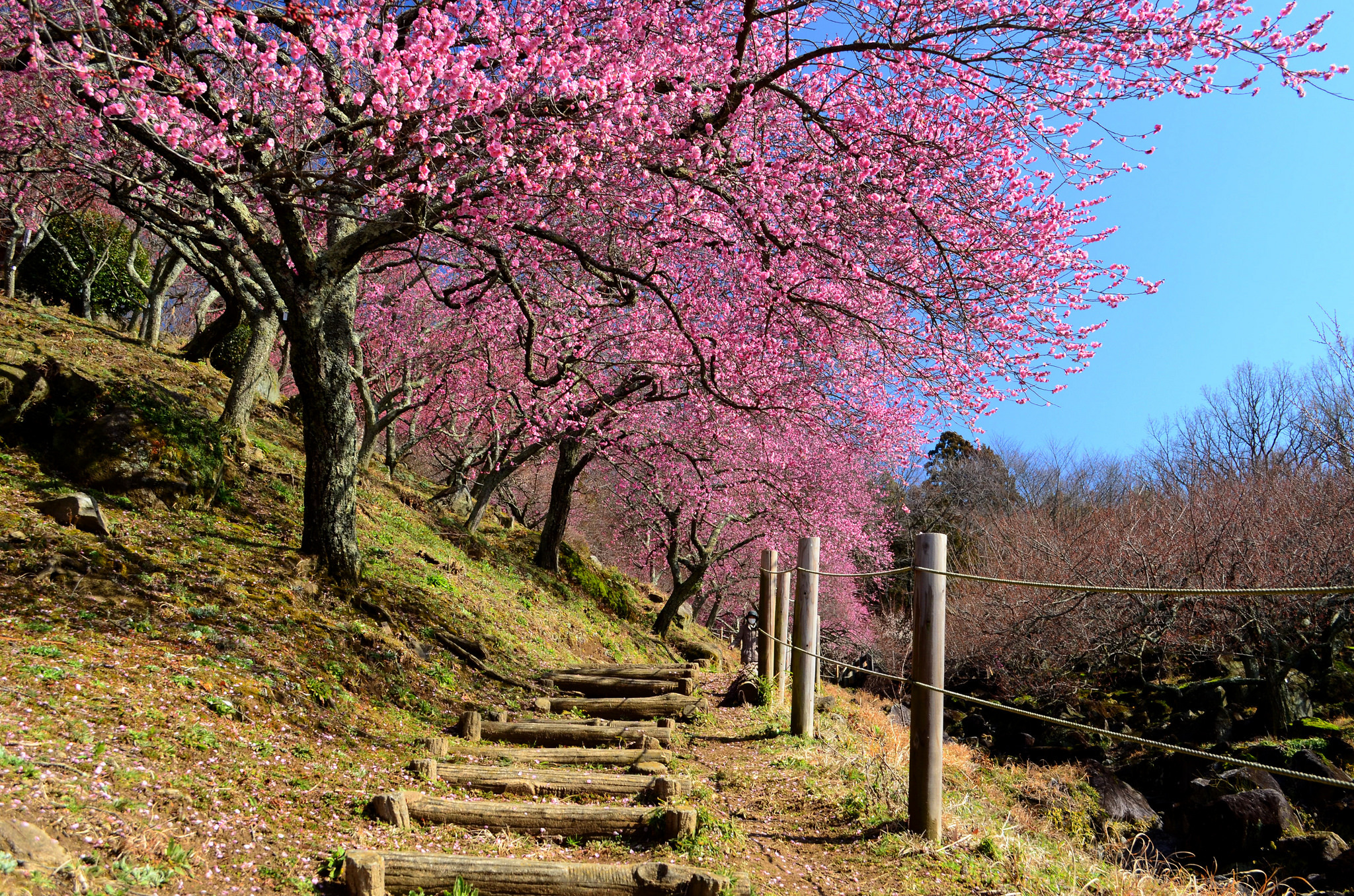 Сакура цветет в саду. Сад Сакуры в Японии. Японский сад цветение Сакуры. Цветение Сакуры в Японии сады. Сад Кавати Фудзи.