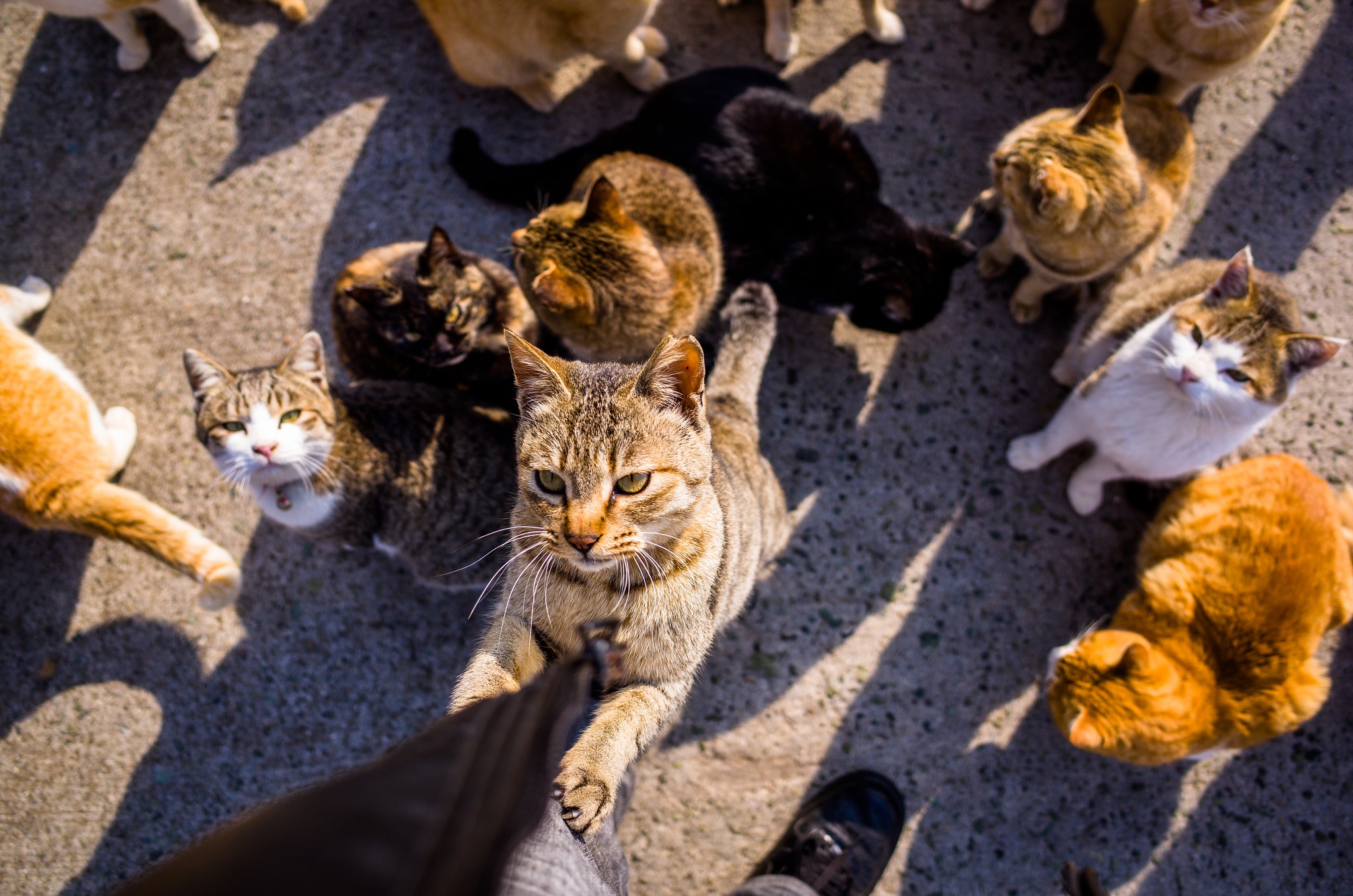 Фото где много. Много кошек. Много котов. Много кошек на улице. Стая котов.