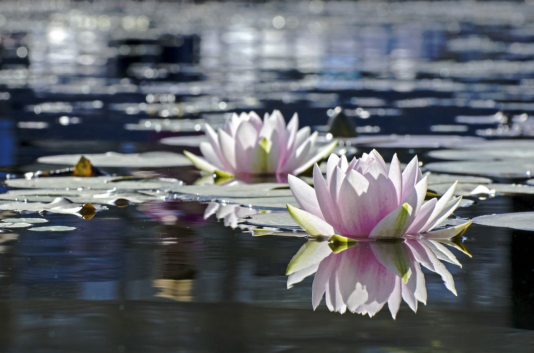 I water flowers. Цветы отражение в воде. Лотос цветок на воде. Водяные лилии. Лилии на воде.