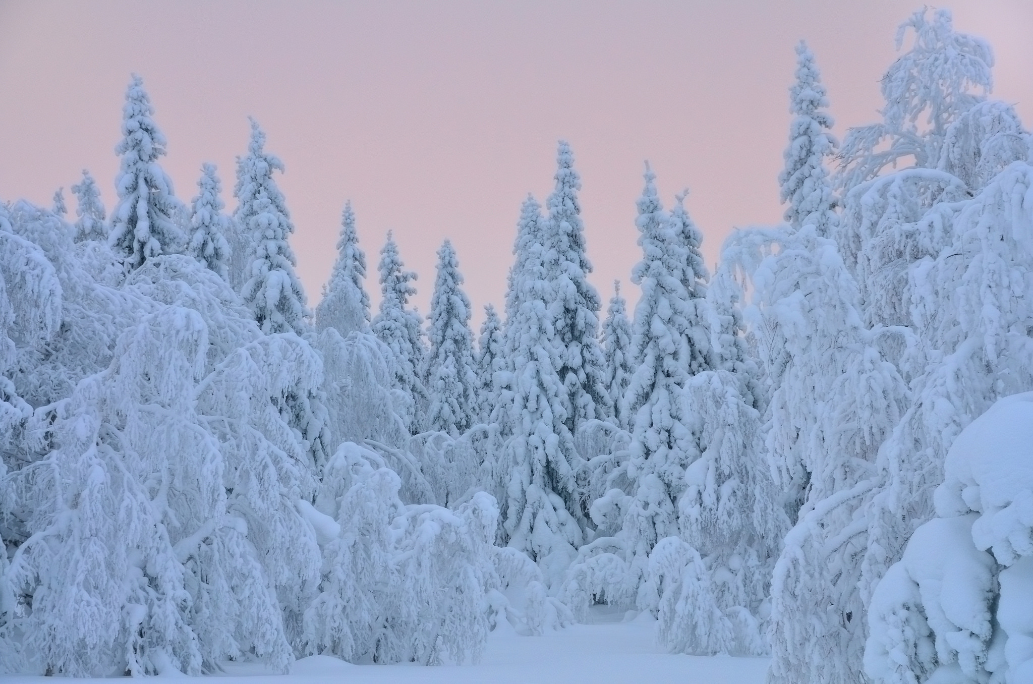Елки сугробы. Зимний лес. Зимние обои. Зимой в лесу. Заснеженные деревья.