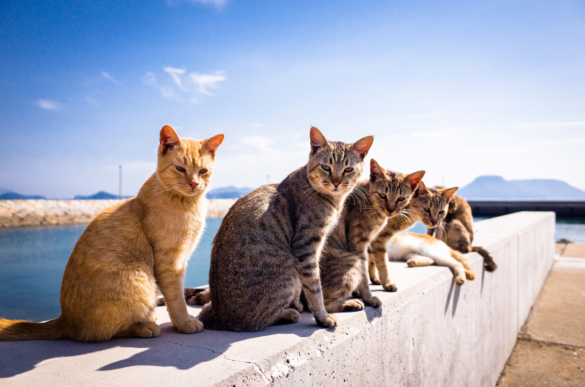 кошки в греции