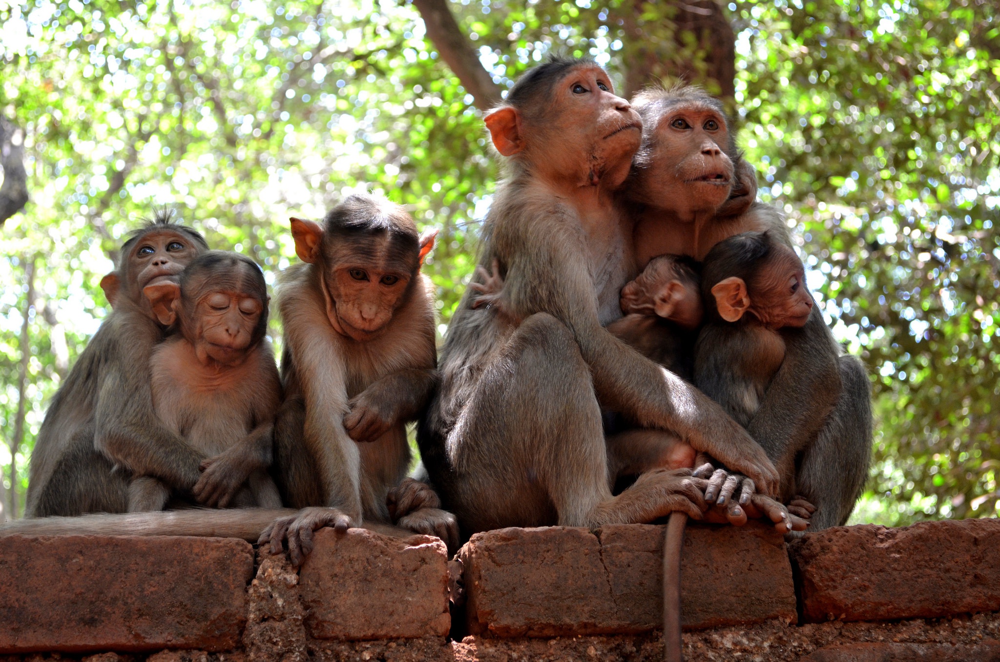 Круг обезьян. Стая обезьян. Четыре обезьяны. Семья обезьян. Обезьяны в природе.