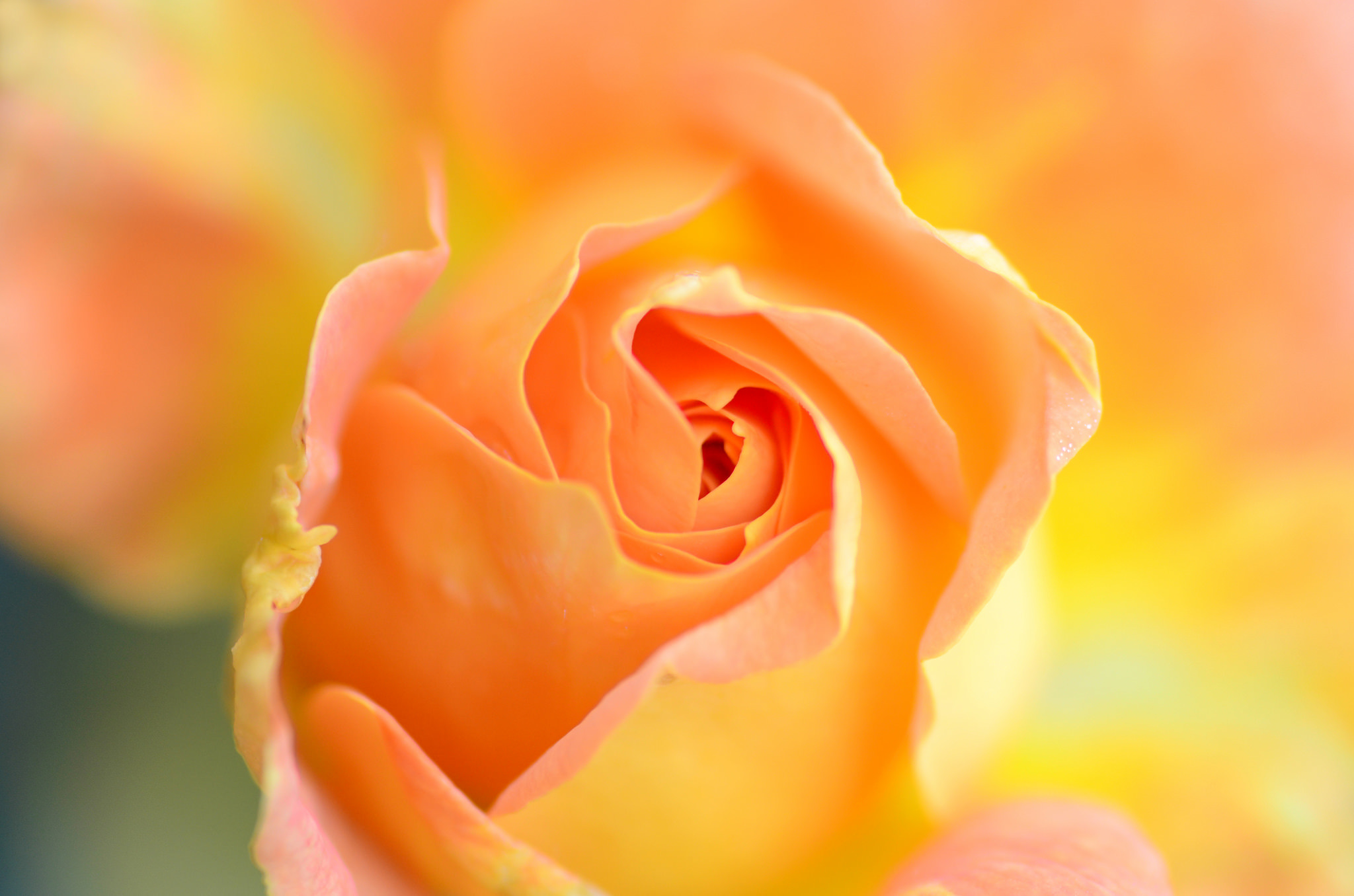 Желто розовая картинка. Желто оранжевые цветы. Оранжевые розы. Желто оранжевые розы. Цветы на оранжевом фоне.