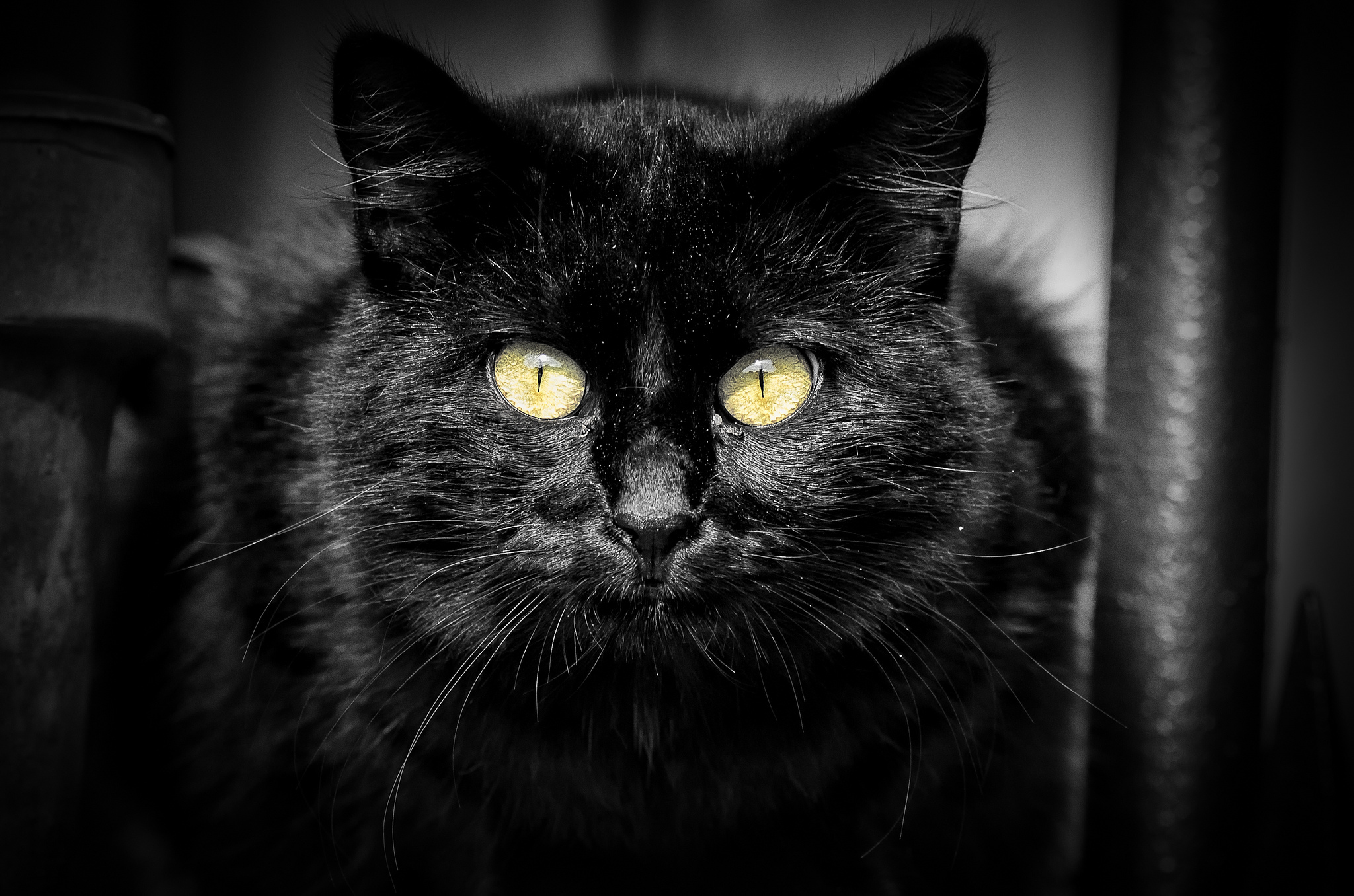 Черная картинка. Чёрный кот. Черные коты. Морда черного кота. Черный кот обои.