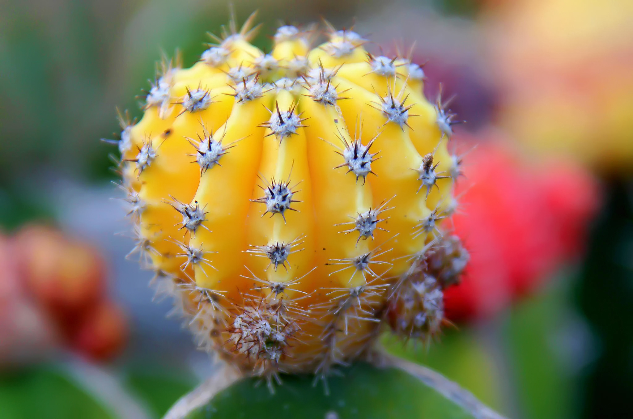 Cactus. Кактусы. Красивые кактусы. Кактус с мелкими колючками. Желтый Кактус.