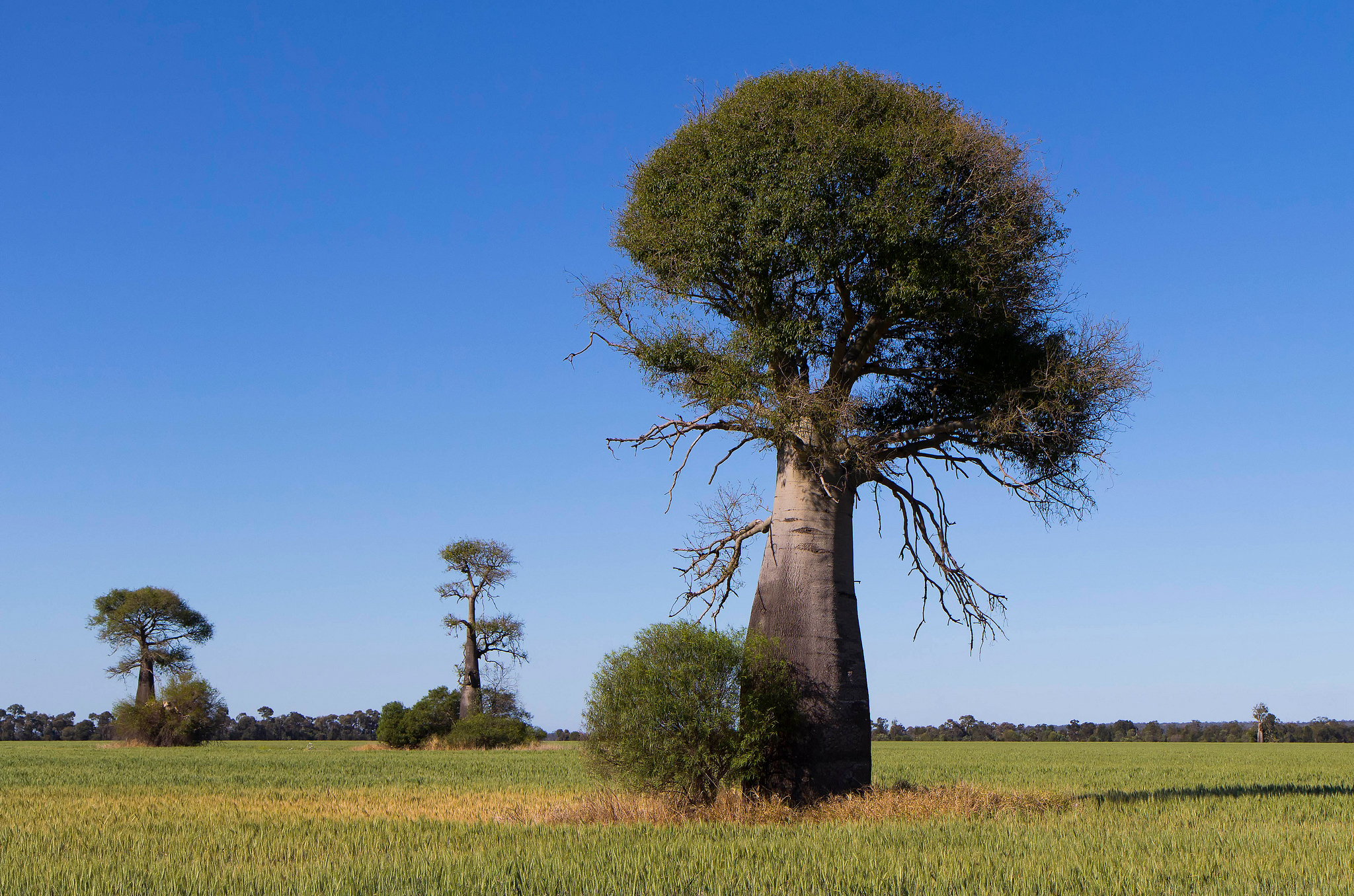 Ба баб. Баобаб (Адансония пальчатая. Баобаб в саванне Африки. Баобаб бутылочное дерево. Бутылочное дерево в саванне.