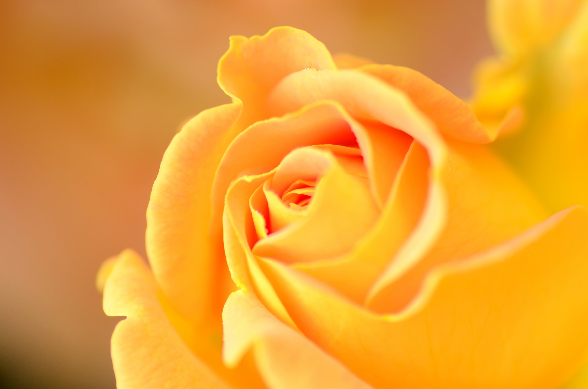 Желтоватые или розовые лепестки. Желтые розы. Желто оранжевые розы.