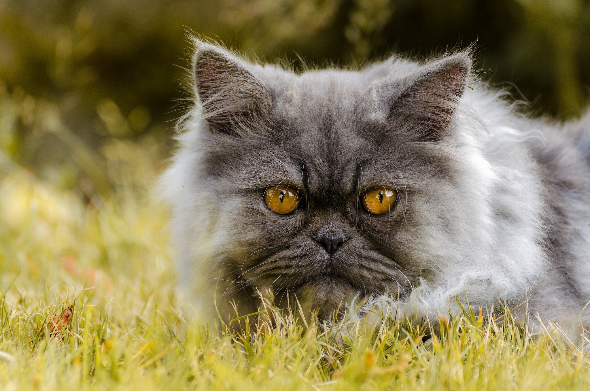 Включи кота называется. Персидская длинношерстная шиншилла. Британская длинношёрстная кошка. Персидский кот. Персидский кот серый.