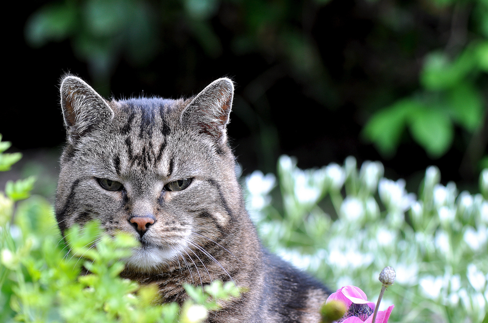 Фото Коты Онлайн