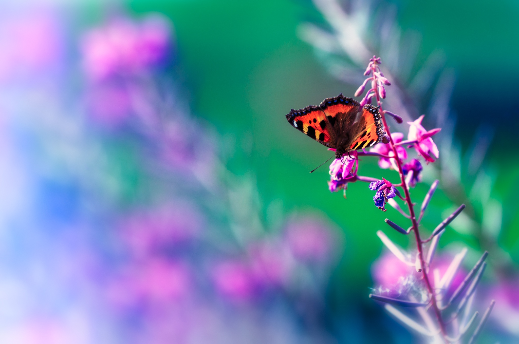 Розовый сиреневый зеленый. Бабочки розово фиолетовые. Бабочки розово голубые. Фон бабочки. Заставка бабочки.