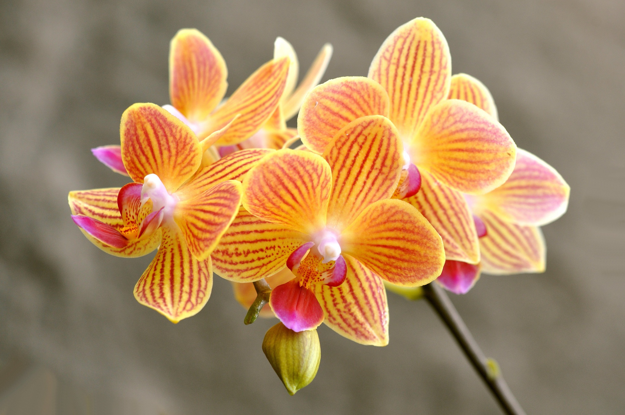 Красно желтая орхидея. Фаленопсис оранж блоссом. Орхидея оранж блоссом. Орхидея фаленопсис оранж. Оранж блоссом Орхидея фаленопсис.