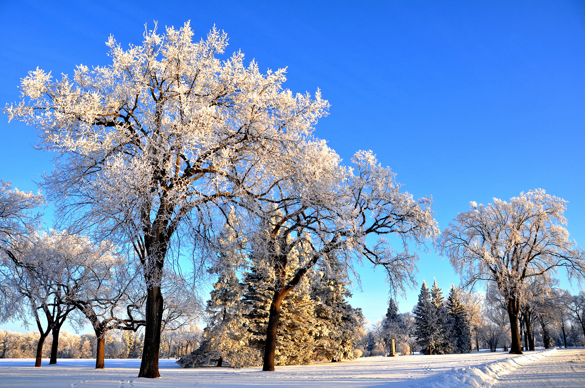 Зима красивые деревья. Деревья в снегу. Зимнее дерево. Зимние деревья в городе. Иней на деревьях в городе.