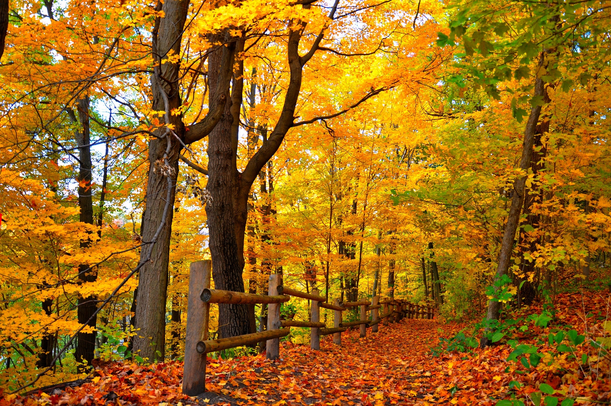 Fall definition. Осенний лес. Природа осень. Осень в лесу. Красивая осень.