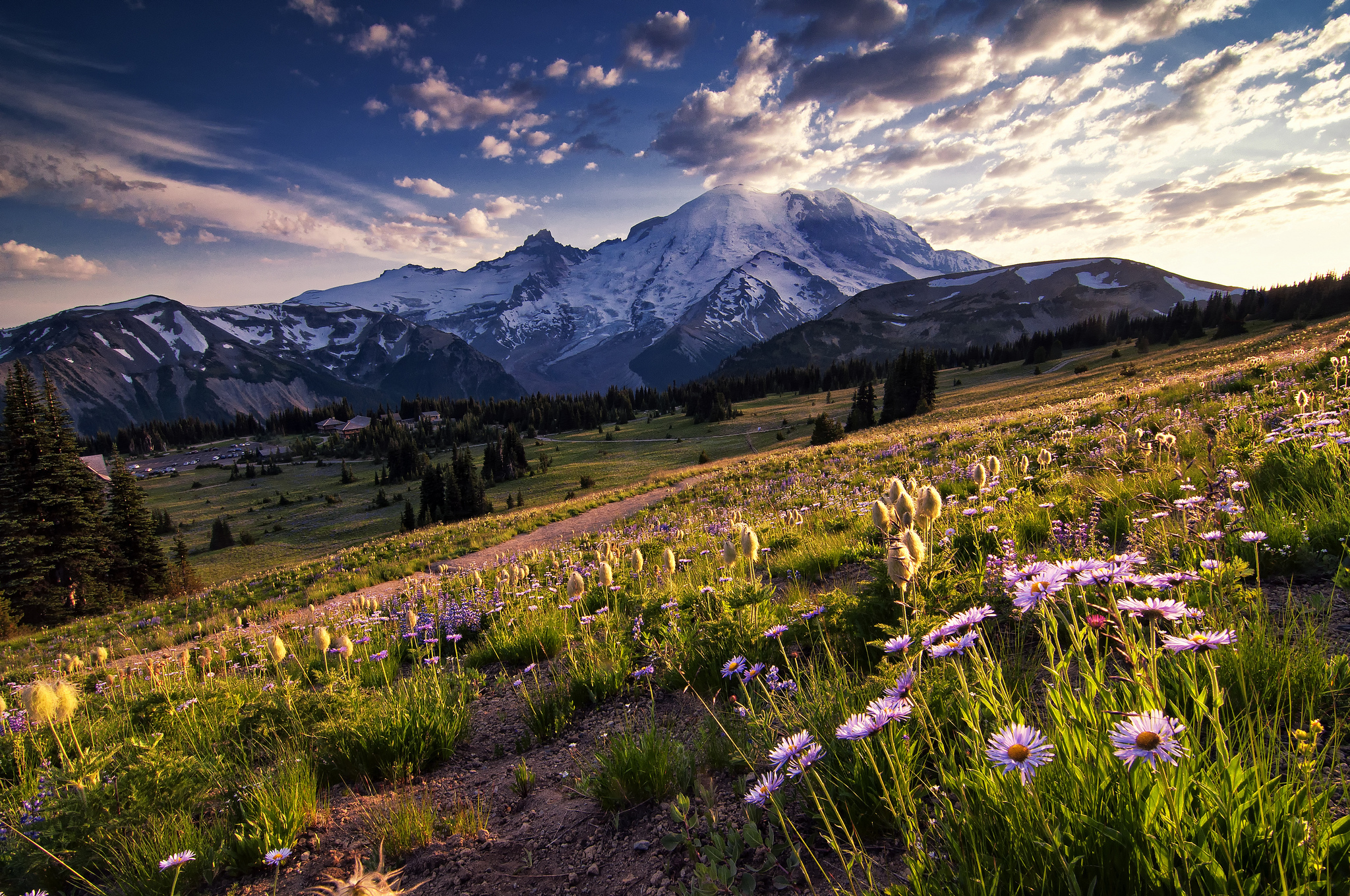 Mountain flower. Национальный парк Маунт-Рейнир. Национальный парк Маунт-Рейнир, штат Вашингтон. Национальный парк Маунт-Рейнир США рассвет. Красная Поляна горы Луга.