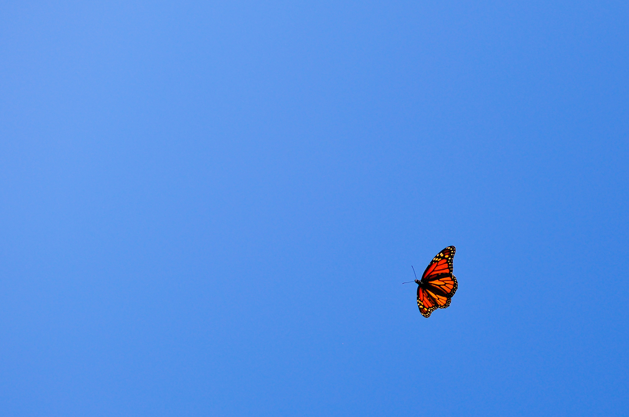 Тихо бабочки летают. Бабочка. Бабочки летают. Обои с бабочками. Фон бабочки.