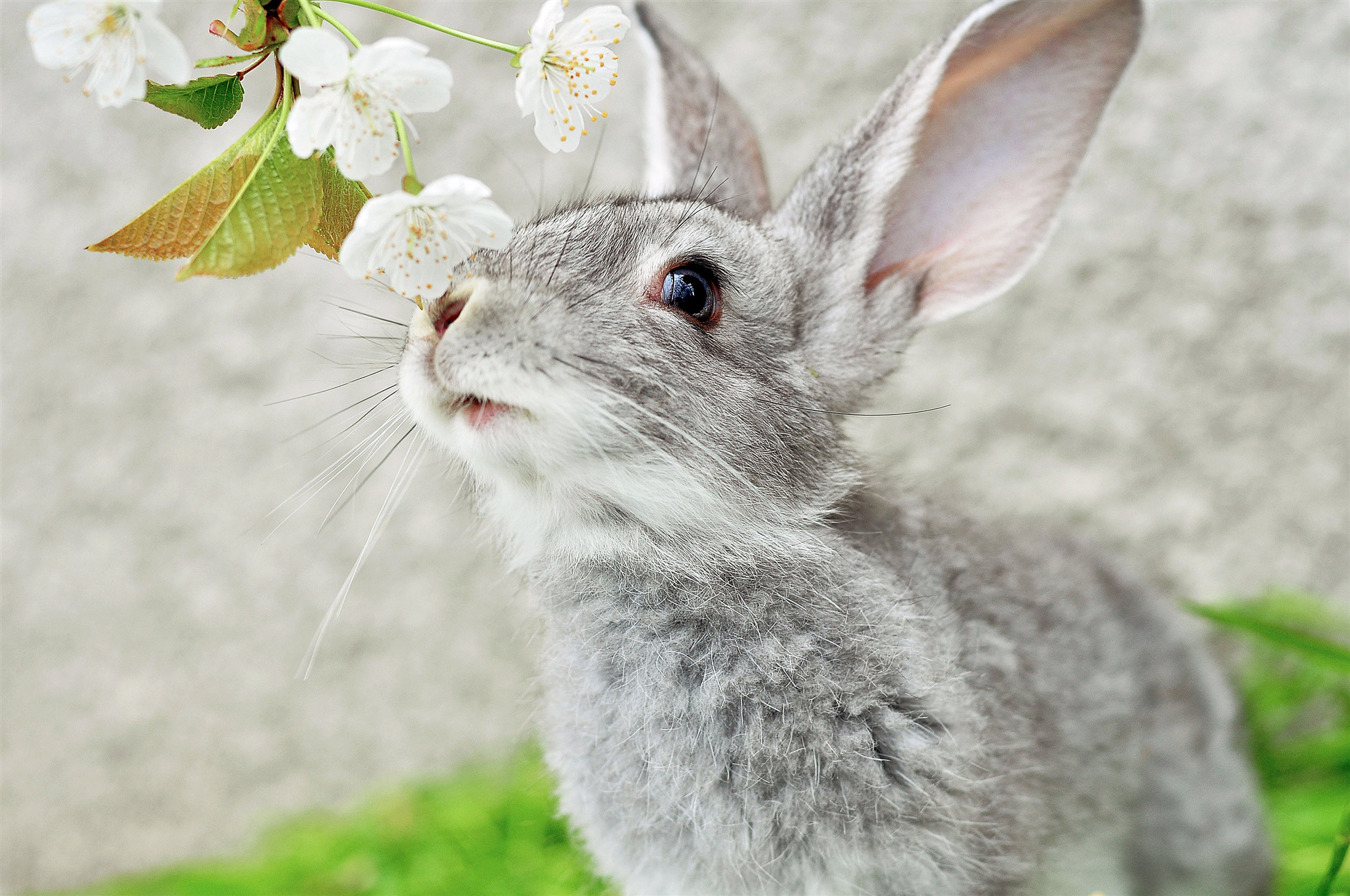 Песня ласковый заяц. Кролик. Животные весной. Заставка заяц.