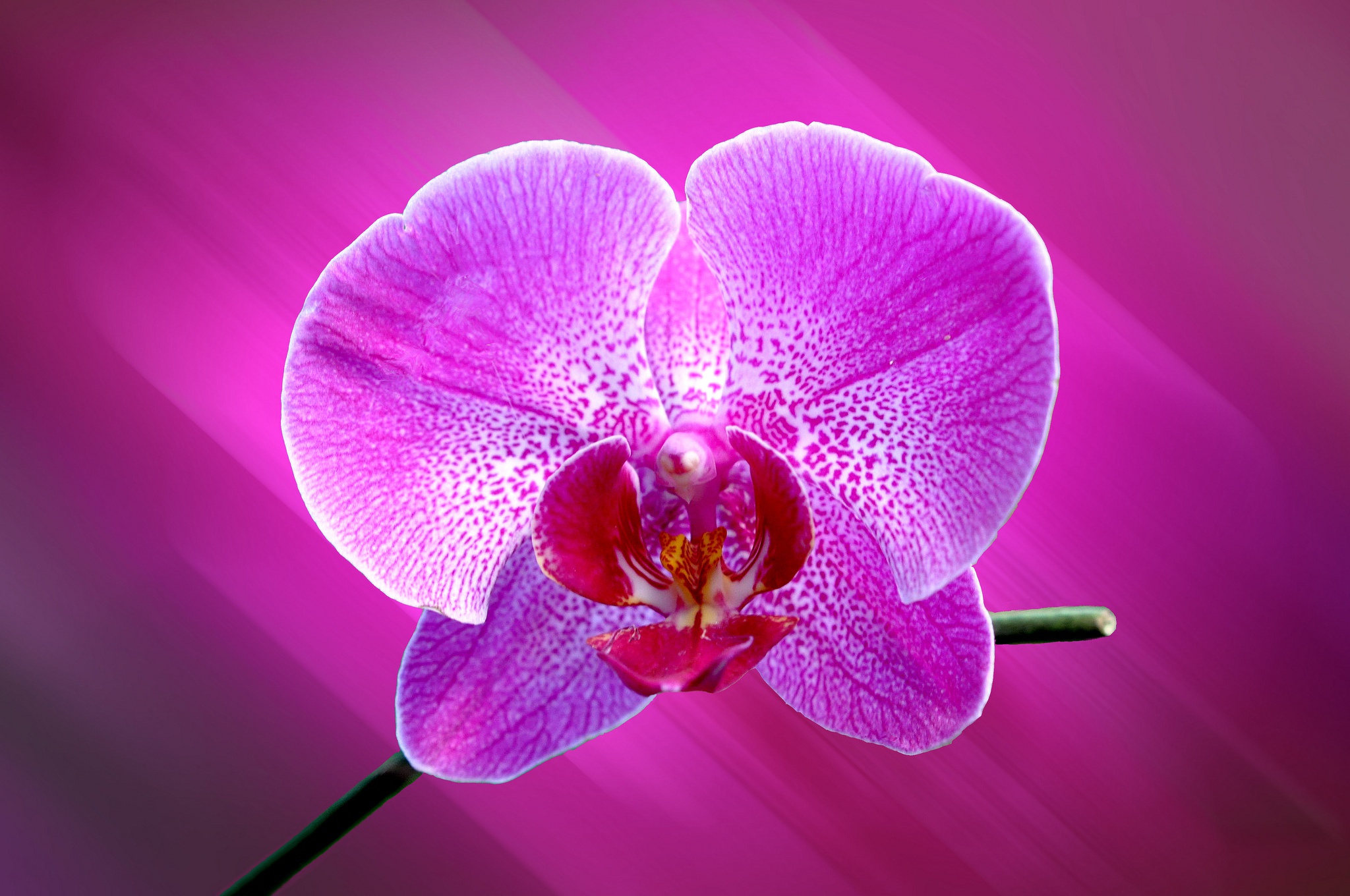 Flowers orchids. Растение фаленопсис. Орхидея фаленопсис Розетта. Фаленопсис 2 ствола. Орхидея фаленопсис розово-сиреневая.