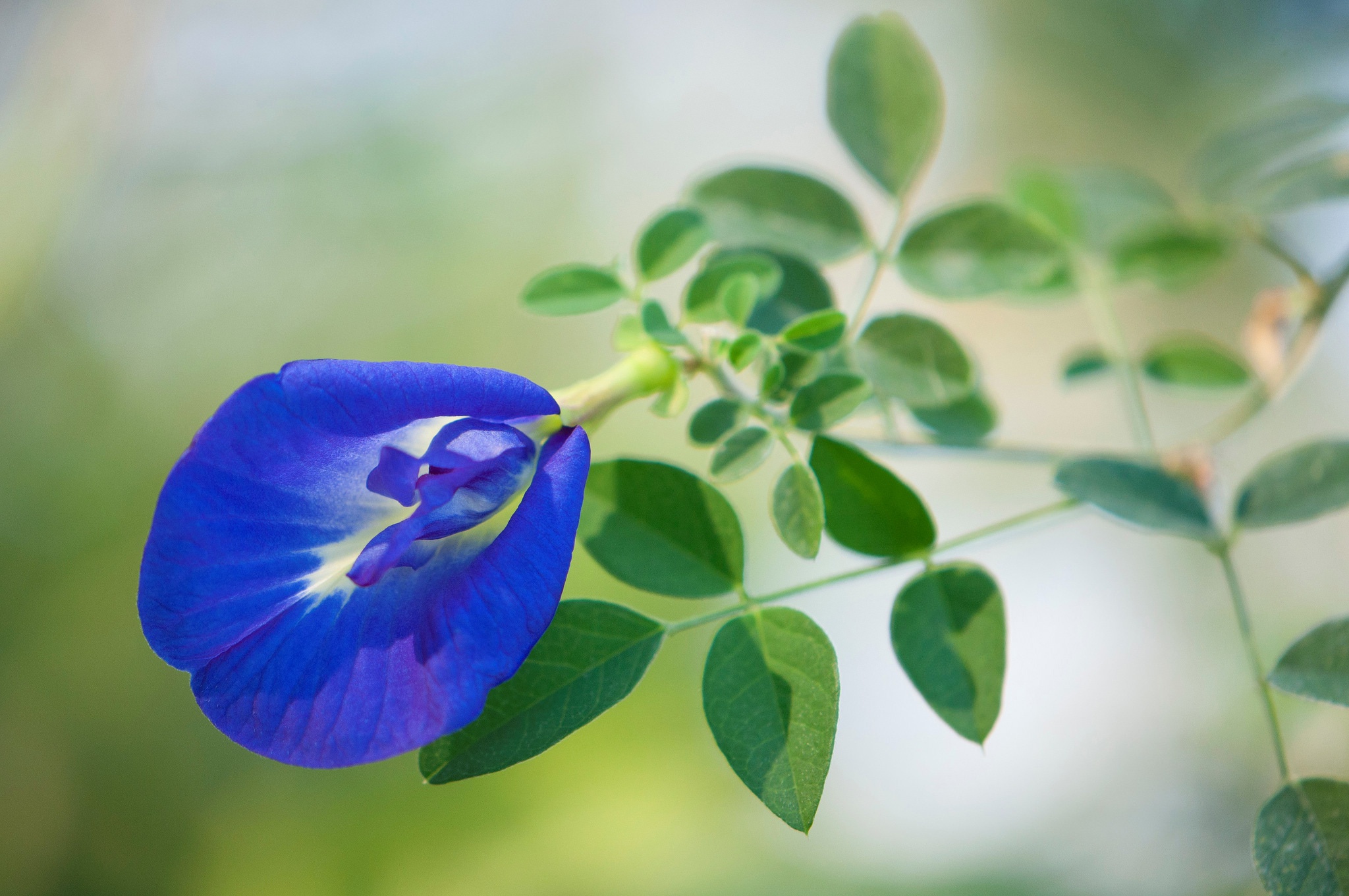 Clitoria Pictures