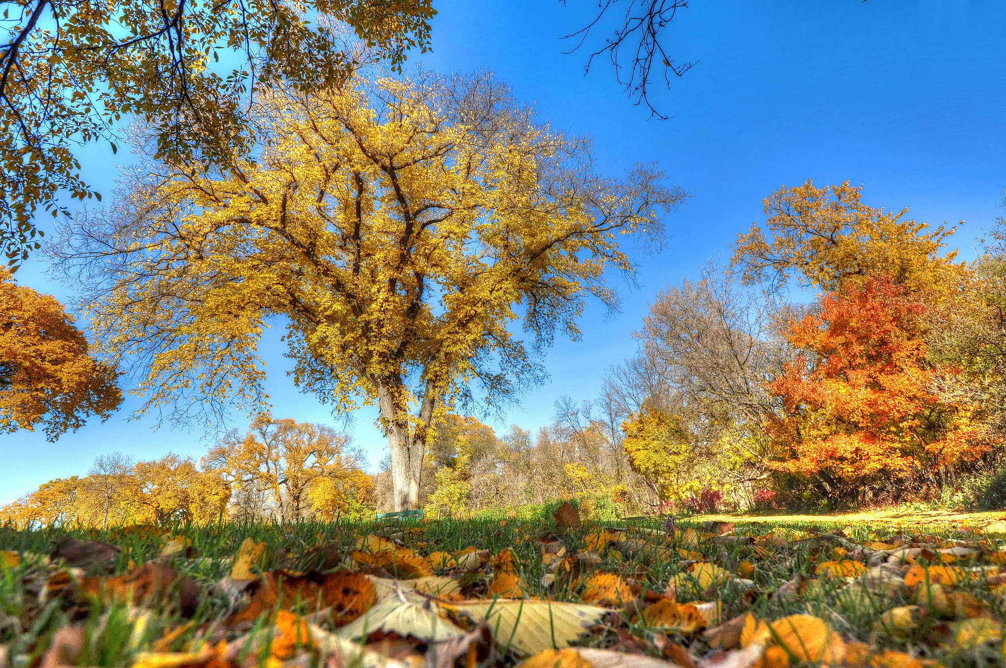В парк пришла осень. Осеннее дерево. Красивое осеннее дерево. Желтые деревья осенью. Красивые деревья осенью.