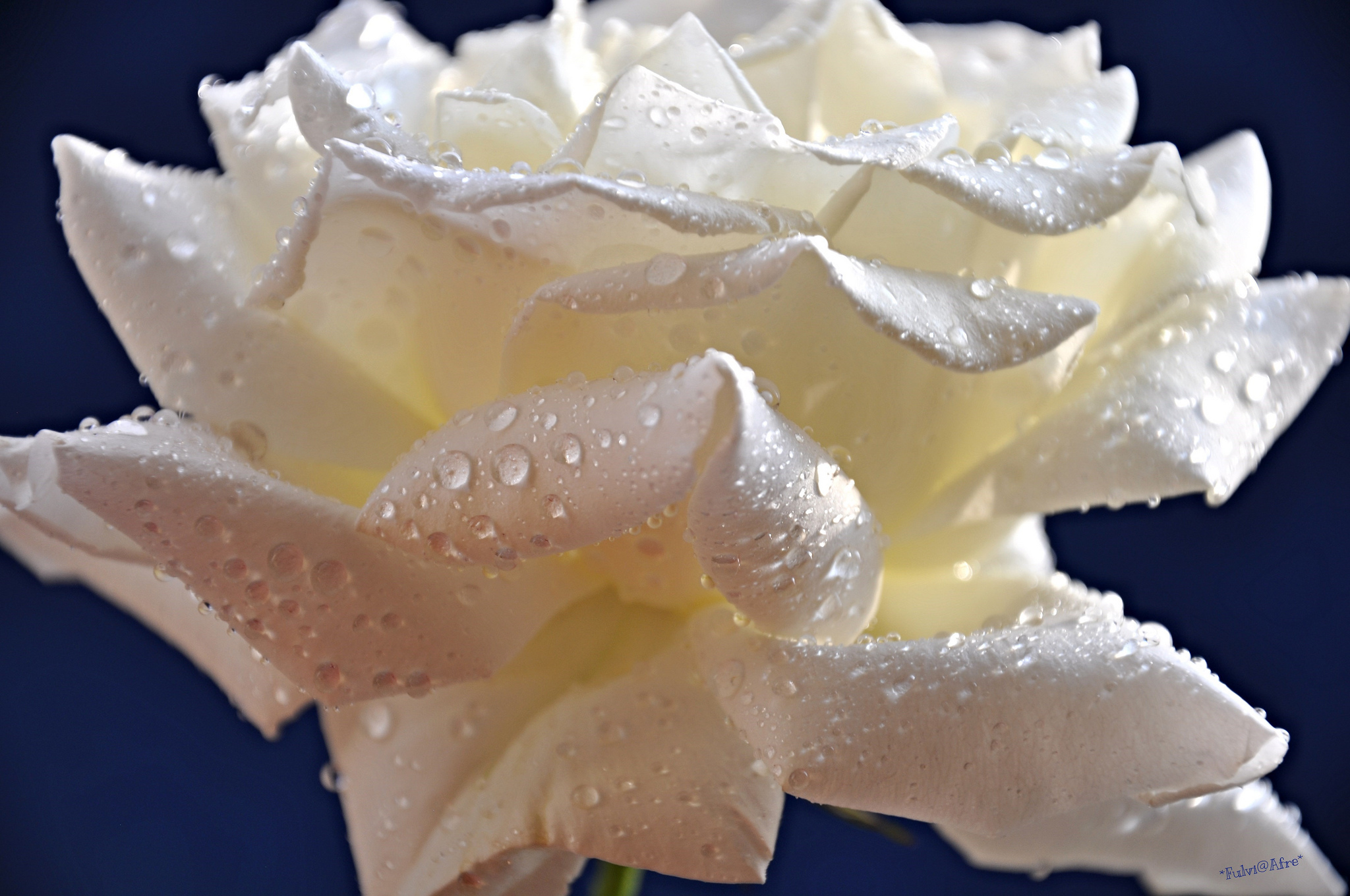 Лепестками белых роз. Красивая белая роза с капельками росы. Белые розы в росе. Лепестки белых роз. Белые цветы с каплями росы.