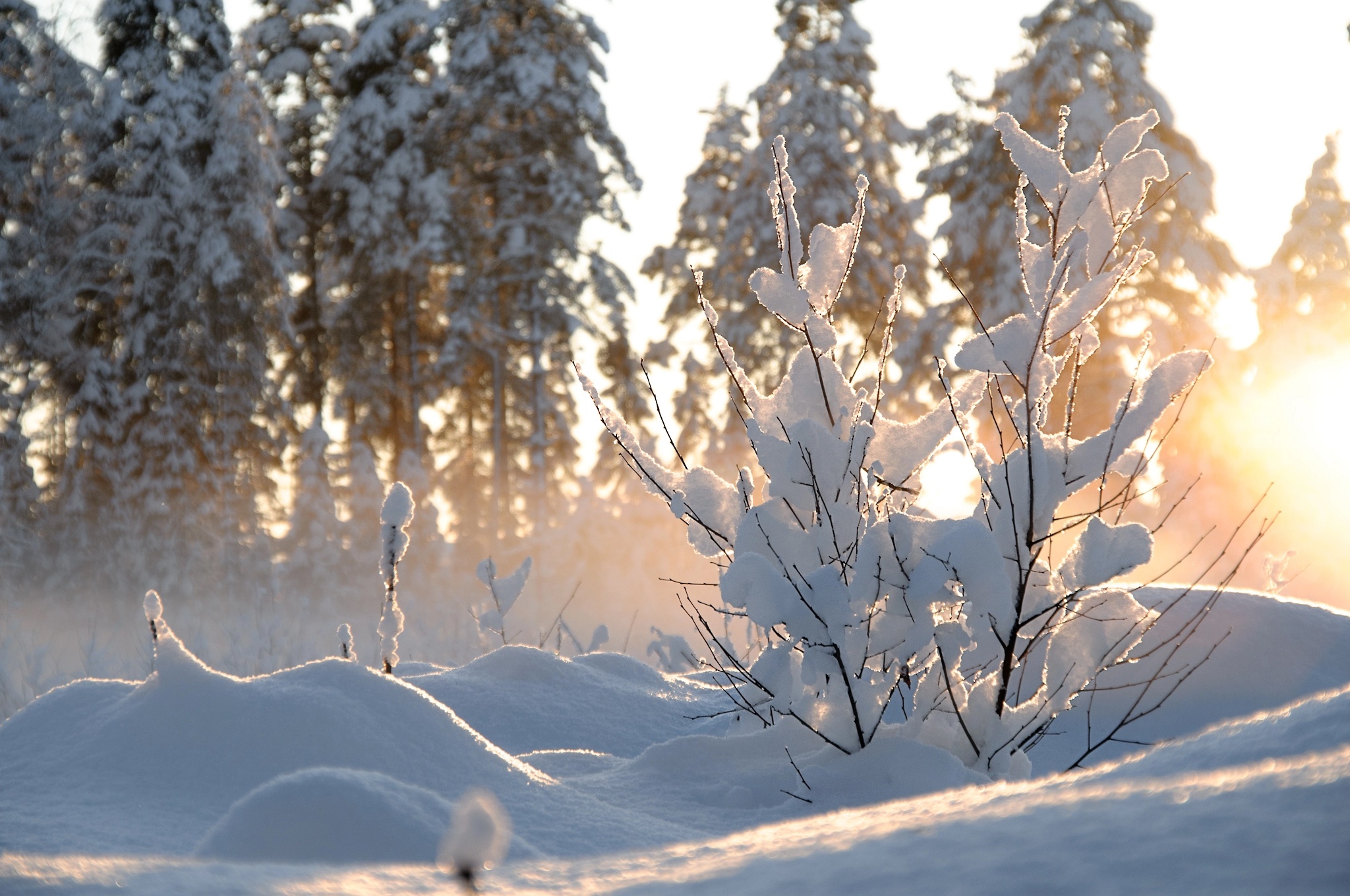 Утро природа февраль. Зимняя природа. Зима солнце. Деревья в снегу. Солнечный зимний день.