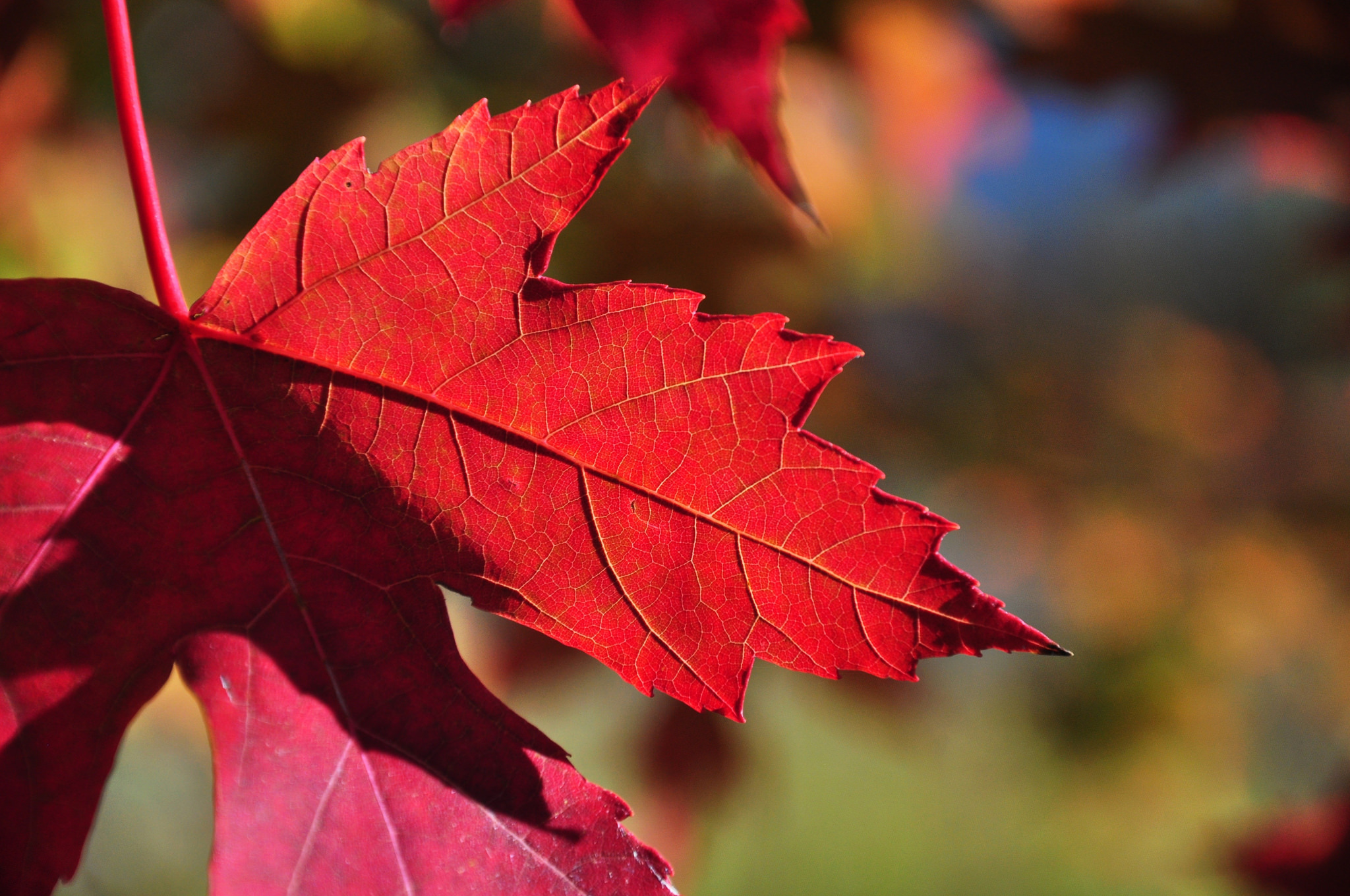 Багряный сентябрь. Багряный клён. Багряные листья. Красный кленовый лист. Клен с красными листьями.