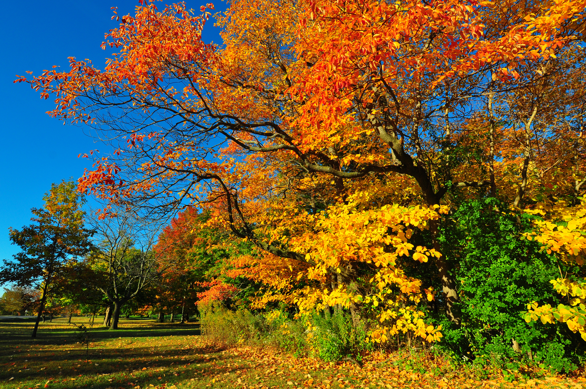 Картинки осени на рабочий. Осень. Осень картинки. Осень деревья. Картинки на рабочий стол осень.