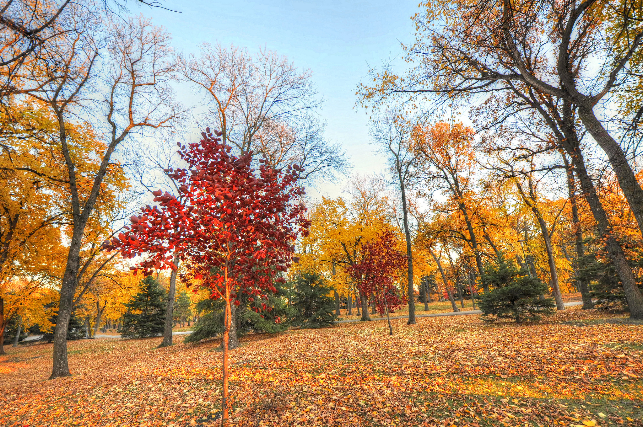 Картинки деревьев осенью. Осеннее дерево. Деревья осенью. Осенний парк. Деревья осенью фото.