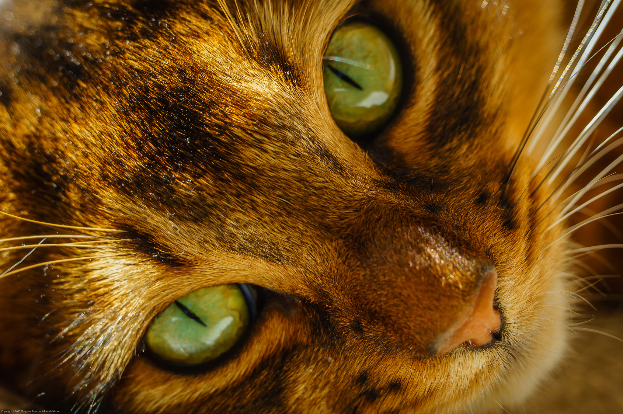 Взгляд как у кошки песня. Кошачий глаз. Рыжий кот с зелеными глазами. Рыжая кошка с зелеными глазами. Янтарные глаза у кошки.