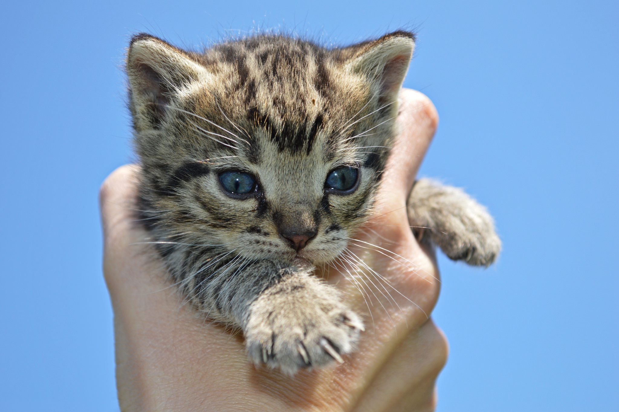 Про кошек купить. Кошки маленькие. Котенок на руках. Котенок на ладошке. Котенок на ладони.